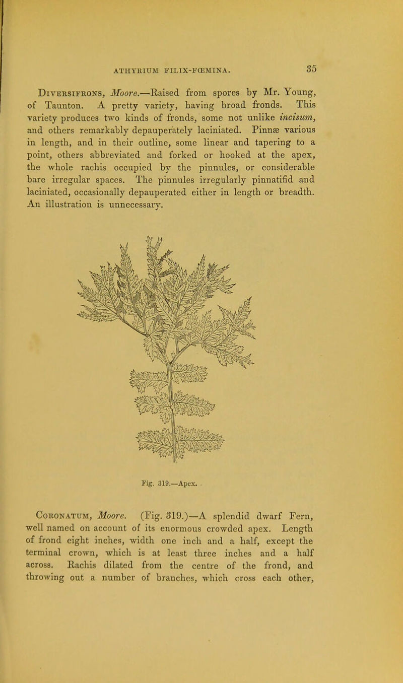 Diversifrons, Moore.—Kaised from spores by Mr. Young, of Taunton. A pretty variety, having broad fronds. This variety produces two kinds of fronds, some not unlike incisum, and others remarkably depauperately laciniated. Pinnae various in length, and in their outline, some linear and tapering to a point, others abbreviated and forked or hooked at the apex, the whole rachis occupied by the pinnules, or considerable bare irregular spaces. The pinnules irregularly pinnatifid and laciniated, occasionally depauperated either in length or breadth. An illustration is unnecessary. Fig. 319.—Apex. • CoRONATUM, Moore. (Fig. 319.)—A splendid dwarf Fern, well named on account of its enormous crowded apex. Length of frond eight inches, width one inch and a half, except the terminal crown, which is at least three inches and a half across. Kachis dilated from the centre of the frond, and throwing out a number of branches, which cross each other.