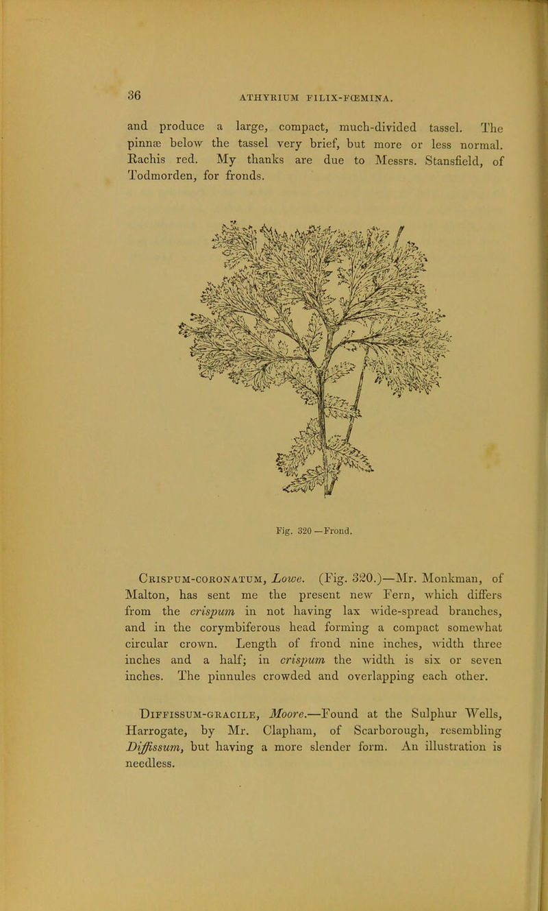 and produce a large, compact, much-divided tassel. The pinnae below the tassel very brief, but more or less normal. Eachis red. My thanks are due to Messrs. Stansfield, of Todmorden, for fronds. Fig. 320 —Frond. Crispum-cokonatum, Lowe. (Fig. 320.)—Mr. Monkman, of Malton, has sent me the present new Fern, which differs from the crispum in not having lax wide-spread branches, and in the corymbiferous head forming a compact somewhat circular crown. Length of frond nine inches, width three inches and a half; in crispum the width is six or seven inches. The pinnules crowded and overlapping each other. Diffissum-grAGILE, Moore.—Found at the Sulphur Wells, Harrogate, by Mr. Clapham, of Scarborough, resembling Diffissum, but having a more slender form. An illustration is needless.