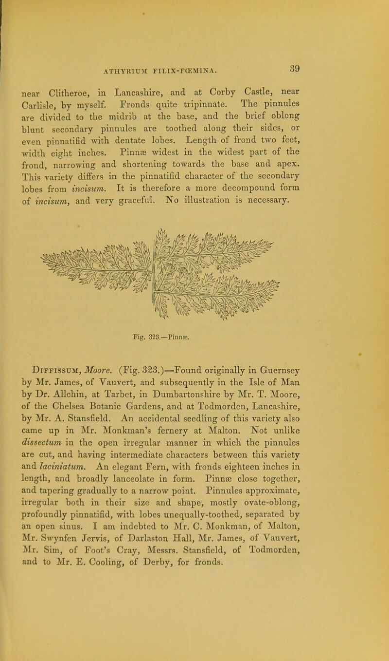 near Clitlieroe, in Lancashire, and at Corby Castle, near Carlisle, by myself. Fronds quite tripinnate. The pinnules are divided to the midrib at the base, and the brief oblong blunt secondary pinnules are toothed along their sides, or even pinnatifid with dentate lobes. Length of frond two feet, width eight inches. Pinnas widest in the widest part of the frond, narrowing and shortening towards the base and apex. This variety differs in the pinnatifid character of the secondary lobes from incistim. It is therefore a more decompound form of incisum, and very graceful. No illustration is necessary. Fig. 323.—PinniE. Diffissum, Moore. (Fig. S2S.)—Found originally in Guernsey by Mr. James, of Vauvert, and subsequently in the Isle of Man by Dr. Allchin, at Tarbet, in Dumbartonshire by Mr. T. Moore, of the Chelsea Botanic Gardens, and at Todmorden, Lancashire, by Mr. A. Stansfield. An accidental seedling of this variety also came up in Mr. Monkman’s fernery at Malton. Not unlike dissectum in the open irregular manner in which the pinnules are cut, and having intermediate characters between this variety and laciniatum. An elegant Fern, with fronds eighteen inches in length, and broadly lanceolate in form. Pinnse close together, and tapering gradually to a narrow point. Pinnules approximate, irregular both in their size and shape, mostly ovate-oblong, profoundly pinnatifid, with lobes unequally-toothed, separated by an open sinus. I am indebted to Mr. C. Monkman, of Malton, Mr. Swynfen Jervis, of Darlaston Flail, Mr. James, of Vauvert, Mr. Sim, of Foot’s Cray, Messrs. Stansfield, of Todmorden, and to Mr. E. Cooling, of Derby, for fronds.