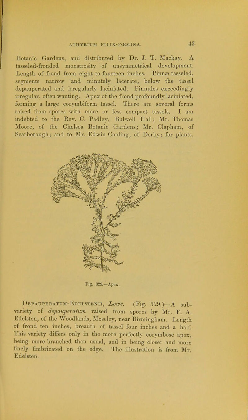 Botanic Gardens, and distributed by Dr. J. T. Mackay, A tasseled-fronded monstrosity of unsymmetrical development. Length of frond from eight to fourteen inches. Pinnas tasseled, segments narrow and minutely lacerate, below the tassel depauperated and irregularly laciniated. Pinnules exceedingly irregular, often wanting. Ape.x of the frond profoundly laciniated, forming a large corymbiform tassel. There are several forms raised from spores with more or less compact tassels. I am indebted to the Rev. C. Padley, Bulwell Hall; Mr. Thomas jNIoore, of the Chelsea Botanic Gardens; Mr. Clapham, of Scarborough; and to Mr. Edwin Cooling, of Derby; for plants. Pig. 329.—Apex. Depauperatum-Edelstenii, Lowe. (Fig. 329.)—A sub- variety of depauperatum raised from spores by Mr. E. A. Edelsten, of tbe Woodlands, Moseley, near Birmingham. Length of frond ten inches, breadth of tassel four inches and a half. This variety differs only in the more perfectly corymbose apex, being more branched than usual, and in being closer and more finely fimbricated on the edge. The illustration is from Mr. Edelsten.