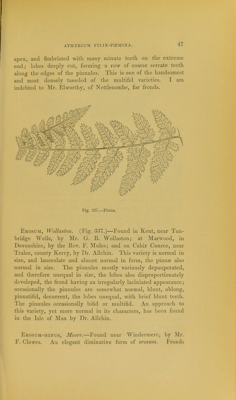 apex, and fimbriated with many minute teeth on the extreme endj lobes deeply cut, forming a row of coarse serrate teeth along the edges of the pinnules. This is one of the handsomest and most densely tasscled of the inultifid varieties. I am indebted to Mr. Elworthy, of Nettlecombe, for fronds. Fig. 337.—Pinna. Erosum, Wollaston. (Eig. 337.)—Found in Kent, near Tun- bridge Wells, by Mr. G. B. Wollaston; at Marwood, in Devonshire, by the Rev. F. Mules; and on Cahir Conree, near Tralee, county Kerry, by Dr. Allchin. This variety is normal in size, and lanceolate and almost normal in form, the pinnm also normal in size. The pinnules mostly variously depauperated, and therefore unequal in size, the lobes also disproportionately developed, the frond having an irregularly laciniated appearance; occasionally the pinnules are somewhat normal, blunt, oblong, pinnatifid, decurrent, the lobes unequal, with brief blunt teeth. The pinnules occasionally bifid or multifid. An approach to this variety, yet more normal in its characters, has been found in the Isle of Man by Dr. Allchin. Erosum-minus, Moore.—Found near Windermere, by ]\lr. F. Clowes. An elegant diminutive form of erosum. Fronds