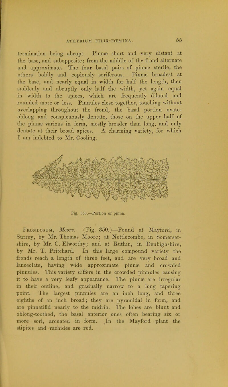 termination being abrupt. Pinna3 short and very distant at the base, and subopposite; from the middle of the frond alternate and approximate. The four basal pairs of pinno3 sterile, the others boldly and copiously soriferous. Pinnae broadest at the base, and nearly equal in width for half the length, then suddenly and abruptly only half the width, yet again equal in Avidth to the apices, which are frequently dilated and rounded more or less. Pinnules close together, touching without overlapping throughout the frond, the basal portion ovate- oblong and conspicuously dentate, those on the upper half of the pinnae various in form, mostly broader than long, and only dentate at their broad apices. A charming variety, for which I am indebted to Mr. Cooling. Fig. 350.—Portion of pinna. Frondosum, Moore. (Fig. 350.)—Found at Mayford, in Surrey, by Mr. Thomas Moore; at Nettlecombe, in Somerset- shire, by Mr. C. Elworthy; and at Ruthin, in Denbighshire, by Mr. T. Pritchard. In this large compound variety the fronds reach a length of three feet, and are very broad and lanceolate, having Avide approximate pinnse and crowded pinnules. This variety differs in the croAvded pinnules causing it to have a very leafy appearance. The pinnte are irregular in their outline, and gradually narrow to a long tapering point. The largest pinnules are an inch long, and three eighths of an inch broad; they are pyramidal in form, and are pinnatifid nearly to the midrib. The lobes are blunt and oblong-toothed, the basal anterior ones often bearing six or more sori, arcuated in form. In the Mayford plant the stipites and rachides are red.