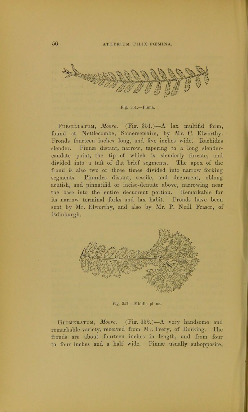 Fig. 351.—Pinna. Furcillatum, Moore. (Fig. 351.)—A lax multifid form, found at Nettlecorabe, Somersetshire, by Mr. C. Elwortby. Fronds fourteen inches long, and five inches wide. Rachides slender. Pinnae distant, narrow, tapering to a long slender- caudate point, the tip of which is slenderly furcate, and divided into a tuft of flat brief segments. The apex of the frond is also two or three times divided into narrow forking segments. Pinnules distant, sessile, and decurrent, oblong acutish, and pinnatifid or inciso-dentate above, narrowing near the base into the entire decurrent portion. Remarkable for its narrow terminal forks and lax habit. Fronds have been sent by Mr. Elwortby, and also by Mr. P. Neill Fraser, of Edinburgh. Fig. 352.—Middle pinna. Glomeratum, Moore. (Fig. 352.)—A very handsome and remarkable variety, received from Mr. Ivery, of Dorking. The fronds are about fourteen inches in length, and from four to four inches and a half wide. Pinnae usually subopposite.