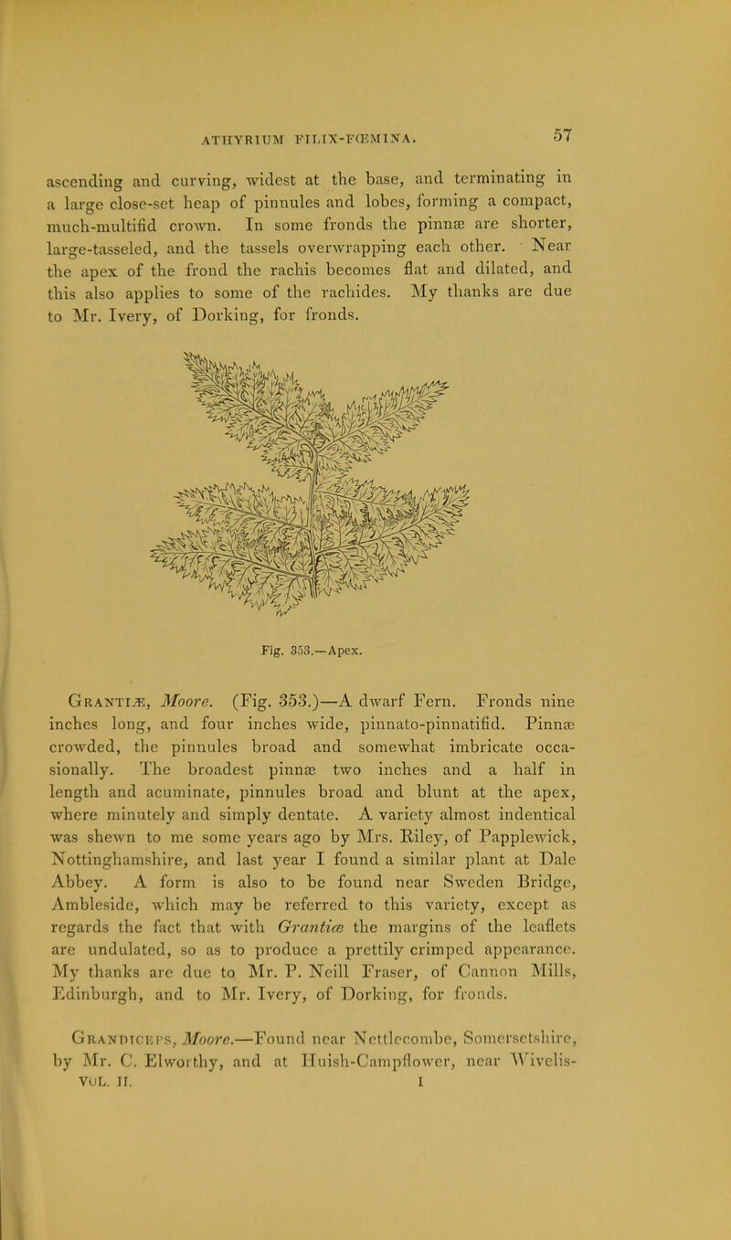 ascending and curving, widest at the base, and terminating in a large close-set heap of pinnules and lobes, forming a compact, much-multifid crown. In some fronds the pinnee are shorter, large-tasseled, and the tassels overwrapping each other. Near the apex of the frond the rachis becomes flat and dilated, and this also applies to some of the rachides. My thanks are due to Mr. Ivery, of Dorking, for fronds. Fig. 353.—Apex. Graxtije, Moore. (Fig. 353.)—A dwarf Fern. Fronds nine inches long, and four inches wide, pinnato-pinnatifid. Pinnae crowded, the pinnules broad and somewhat imbricate occa- sionally. The broadest pinnae two inches and a half in length and acuminate, pinnules broad and blunt at the apex, where minutely and simply dentate. A variety almost indentical was shewn to me some years ago by Mrs. Riley, of PappleAvick, Nottinghamshire, and last year I found a similar plant at Dale Abbey. A form is also to bo found near Sweden Bridge, Amble.side, which may be referred to this variety, except as regards the fact that with Grantice the margins of the leaflets are undulated, so as to produce a prettily crimped appearance. My thanks are due to Mr. P. Neill Fraser, of Cannon IMills, Edinburgh, and to Mr. Ivery, of Dorking, for fronds, Granihckps, 3/oore.—Found near Ncttlccombe, Somersetshire, by Mr. C. Elworthy, and at lIuish-CampfloAvcr, near M'lvclis- VOL. II. I 1,