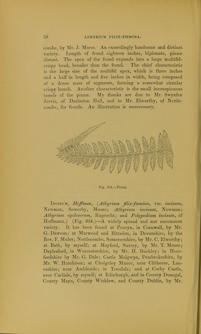 combe, by INIr. J. Morse. An exceedingly handsome and distinct variety. Length of frond eighteen inches, bipinnate, pinnas distant. The apex of the frond expands into a large niultifid- crispyhead, broader than the frond. The chief characteristic is the large size of the multifid apex, which is three inches and a half in length and five inches in width, being composed of a dense mass of segments, forming a somewhat circular crispy bunch. Another characteristic is the small inconspicuous tassels of the pinnse. My thanks are due to Mr. Swynfen Jervis, of Darlaston Hall, and to Mr. Elworthy, of Nettle- combe, for fronds. An illustration is unnecessary. Fig. Pinna. Incisum, Hoffman, {Athyrium jilix-fmmina, var. incisum, Newman, Sowerby, Moore; Athyrium mcisum, Newman; Aihyrium cyclosorum, Ruprecht; and Pohjpodium incisum, of Hoffmann.) (Fig. 354.)—A widely spread and not uncommon variety. It has been found at Penryn, in Cornwall, by l\Ir. G. Dawson; at Marwood and Bittadon, in Devonshire, by the Rev. F. Mules; Nettlecombe, Somersetshire, by Mr. C. Flworthy; at Bath, by myself; at Mayford, Surrey, by Mr. T. Moore; Daylesford, in Worcestershire, by Mr. H. Buckley; in Plere- fordshire by Mr. G. Dale; Castle Malgwyn, Pembrokeshire, by Mr. W. Hutchison; at Chaigeley Manor, near Clitheroe, Lan- cashire; near Ambleside; in Teesdale; and at Corby Castle, near Carlisle, by myself; at Edinburgh, and in County Donegal, County Mayo, County Wicklow, and County Dublin, by Mr.