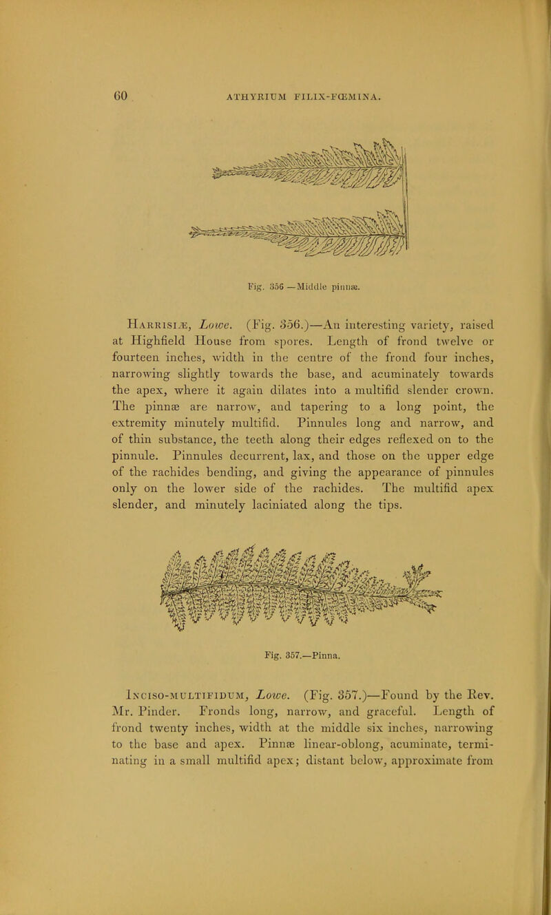 Fig. o5G—Middle piiinaj. HAKRisiiE, Lowe. (Fig. o56.)—An interesting variety^ raised at Higlifield House from spores. Length of frond twelve or fourteen inches, width in the centre of the frond four inches, narrowing slightly towards the base, and acuminately towards the apex, where it again dilates into a multifid slender crown. The pinnae are narrow, and tapering to a long point, the extremity minutely multifid. Pinnules long and narrow, and of thin substance, the teeth along their edges reflexed on to the pinnule. Pinnules decurrent, lax, and those on the upper edge of the rachides bending, and giving the appearance of pinnules only on the lower side of the rachides. The multifid apex slender, and minutely laciniated along the tips. Fig. 357.—Pinna. Ixciso-MULTTFiDtJM, Lotce. (Fig. 357.)—Found by the Pev. Mr. Pinder. Fronds long, narrow, and gi'aceful. Length of frond twenty inches, width at the middle six inches, narrowing to the base and apex. Pinnce linear-oblong, acuminate, termi- nating in a small multifid apex; distant below, approximate from