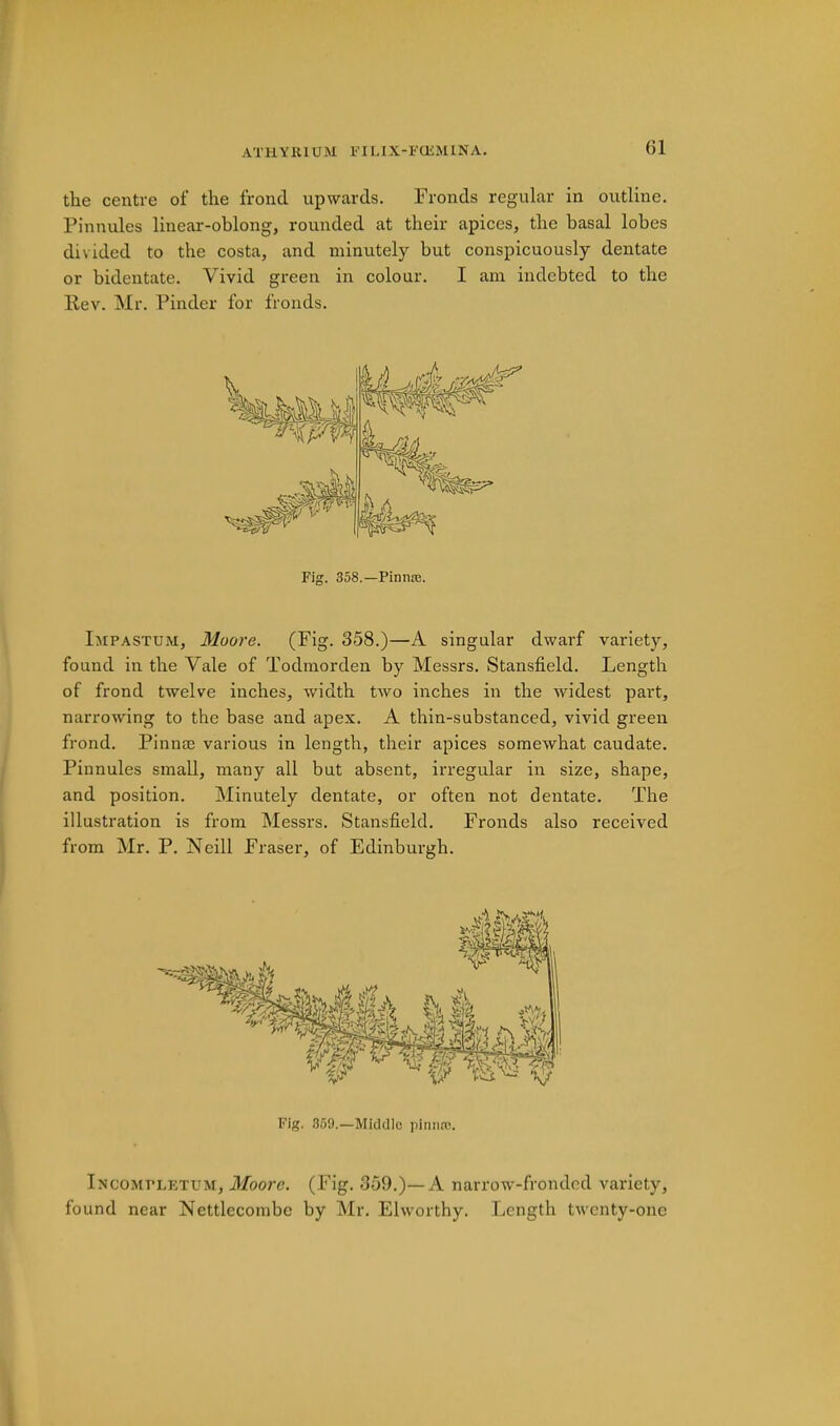 the centre of the frond upwards. Fronds regular in outline. Pinnules linear-oblong, rounded at their apices, the basal lobes divided to the costa, and minutely but conspicuously dentate or bidentate. Vivid green in colour. I am indebted to the llev. Mr. Finder for fronds. Impastum, Moore. (Fig. 358.)—A singular dwarf variety, found in the Vale of Todmorden by Messrs. Stansfield. Length of frond twelve inches, width two inches in the widest pai’t, narrowing to the base and apex. A thin-substanced, vivid green frond. Pinnse various in length, their apices somewhat caudate. Pinnules small, many all but absent, irregular in size, shape, and position. Minutely dentate, or often not dentate. The illustration is from Messrs. Stansfield. Fronds also received from Mr. P. Neill Fraser, of Edinburgh. Incompletum, Moore. (Fig. 359.)—A narrow'-fronded variety, found near Nettlecombe by Mr. Ehvorthy. Length twenty-one Fig. 358.—Pinnte. Fig. 369.—Middle piniiai.
