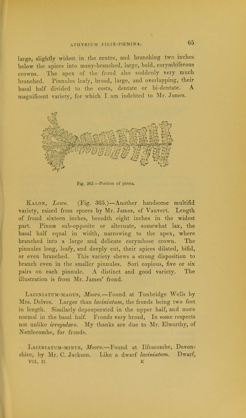 A’l'HYUl UM KII,1X-K(EMINA. large, slightly widest in the centre, and branching two inches below the apices into many-hranched, large, bold, corymbiferous crowns. The apex of the frond also suddenly very much branched. Pinnules leafy, broad, large, and overlapping, their basal half divided to the costa, dentate or bi-dentate. A magnificent variety, for which I am indebted to Mr. James. Fig. 365,—Portion of pinna. Kalon, Lowe. (Fig. 365.)—Another handsome multifid variety, raised from spores by Mr. James, of Vauvert. Length of frond sixteen inches, breadth eight inches in the widest part. Pinnae sub-opposite or alternate, somewhat lax, the basal half equal in width, narrowing to the apex, where branched into a large and delicate corymbose crown. The pinnules long, leafy, and deeply cut, their apices dilated, bifid, or even branched. This variety shews a strong disposition to branch even in the smaller pinnules. Sori copious, five or six pairs on each pinnule. A distinct and good variety. The illustration is from Mr. James’ frond. Laciniatum-magus, Moore.—Found at Tunbridge Wells by Mrs. Delves. Larger than laciniatum, the fronds being two feet in length. Similarly depauperated in the upper half, and more normal in the basal half. Fronds very broad. In some respects not unlike irrerjulare. My thanks are due to Mr. Elworthy, of Nettlecombe, for fronds. liAciNiATUM-MiNUS, Moove.—Found at Ilfracombe, Devon- shire, by Mr. C. Jackson. Like a dwarf laciniatum. Dwarf, VOL. n. K