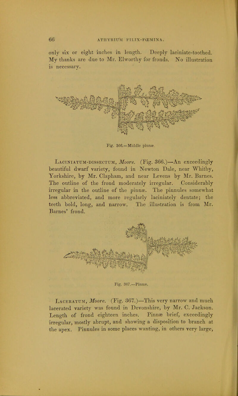 only six or eight inches in length. Deeply laciniate-toothed. My thanks are due to Mr. Ehvorthy for fronds. No illustration is necessary. Fig. 366.—Middle pinnse. Laciniatum-dissectum, Moore. (Fig. 366.)—An exceedingly beautiful dwarf variety, found in Newton Dale, near Whitby, Yorkshire, by Mr. Clapham, and near Levens by Mr. Barnes. The outline of the frond moderately irregular. Considerably irregular in the outline of the pinnae. The pinnules somewhat less abbreviated, and more regularly laciniately dentate; the teeth bold, long, and narrow. The illustration is from Mr. Barnes’ frond. Laceratum, Moore. (Fig. 367.)—This very narrow and much lacerated variety was found in Devonshire, by Mr. C. Jackson. Length of frond eighteen inches. Pinnae brief, exceedingly irregular, mostly abrupt, and shoAving a disposition to branch at the apex. Pinnules in some places wanting, in others very large,