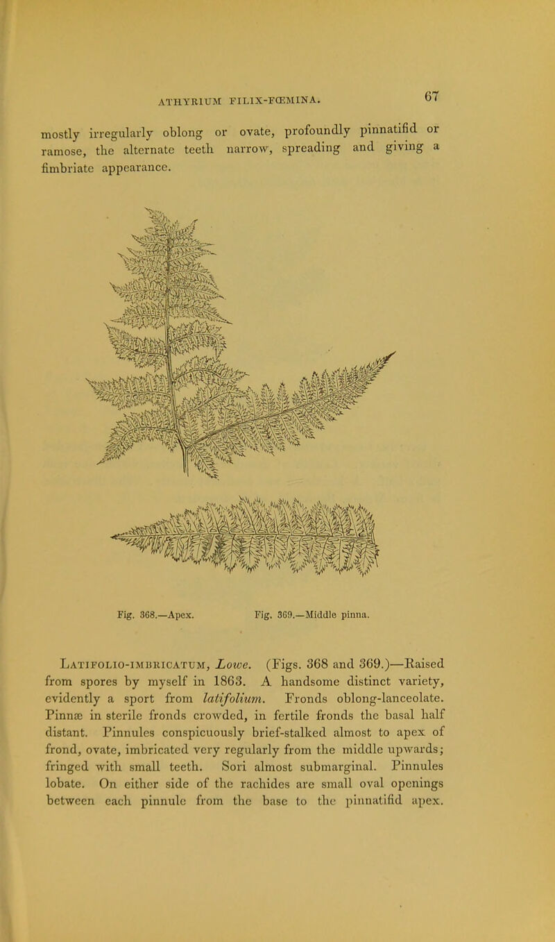 mostly irregularly oblong or ovate, profoundly pinnatifid or ramose, the alternate teeth narrow, spreading and giving a fimbriate appearance. Fig. 368.—Apex. Fig. 369.—Middle pinna. Latifolio-imuricatum, Lowe. (Figs. 368 and 369.)—Eaised from spores by myself in 1863. A handsome distinct variety, evidently a sport from latifoUum. Fronds oblong-lanceolate. Pinnae in sterile fronds crowded, in fertile fronds the basal half distant. Pinnules conspicuously brief-stalked almost to apex of frond, ovate, imbricated very regularly from the middle upwards; fringed with small teeth. Sori almost submarginal. Pinnules lobate. On either side of the rachides are small oval openings between each pinnule from the base to the pinnatifid apex.
