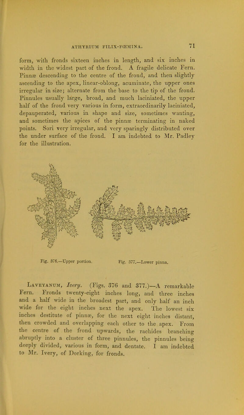 form, witli fronds sixteen inciies in length, and six inches in width in the widest part of the frond. A fragile delicate Fern. Pinnaj descending to the centre of the frond, and then slightly ascending to the apex, linear-oblong, acuminate, the upper ones irregular in size; alternate from the base to the tip of the frond. Pinnules usually large, broad, and much laciniated, the upper half of the frond very various in form, extraordinarily laciniated, depauperated, various in shape and size, sometimes wanting, and sometimes the apices of the pinnse terminating in naked points. Sori very irregular, and very sparingly distributed over the under surface of the frond. I am indebted to Mr. Padley for the illustration. Fig. 376.—Upper portion. Fig. 377.—Lower pinna. Laveyanum, Ivery. (Figs. 376 and 377.)—A remarkable Fern. Fronds twenty-eight inches long, and three inches and a half wide in the broadest part, and only half an inch wide for the eight inches next the apex. The lowest six inches destitute of pinnae, for the next eight inches distant, then crowded and overlapping each other to the apex. From the centre of the frond upwards, the rachides branching abruptly into a cluster of three pinnules, the pinnules being deeply divided, various in form, and dentate. I am indebted to Mr. Ivery, of Dorking, for fronds.