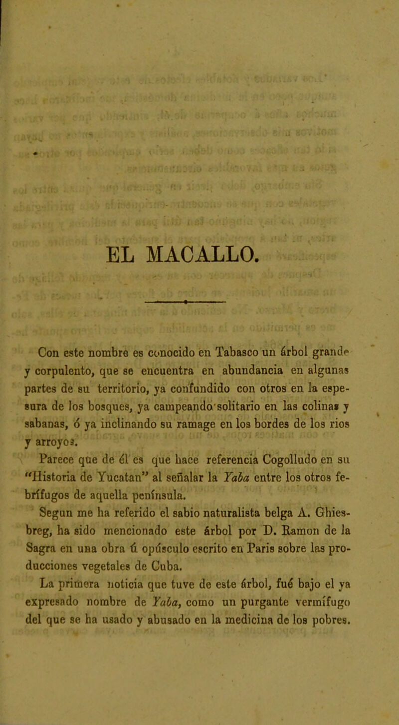 EL MAOALLO Con este nombre es conocido en Tabasco un árbol grandp y corpulento, que se encuentra en abundancia en algunas partes de su territorio, ya confundido con otros en la espe- sara de los bosques, ya campeando'solitario en las colinai y sabanas, ó ya inclinando su ramage en los bordes de los rios y arroyos. Parece que de él es que hace referencia CogoUudo en su Historia de Yucatán al señalar la Taba entre los otros fe- brífugos de aquella península. Según me ha referido el sabio naturalista belga A. Ghies- breg, ha sido mencionado este árbol por D. Kamon de la Sagra en una obra ú opiísculo escrito en Paris sobre las pro- ducciones vegetales de Cuba. La primera noticia que tuve de este árbol, fué bajo el ya expresado nombre de Yal/a, como un purgante vermífugo del que se ha usado y abusado en la medicina do los pobres.