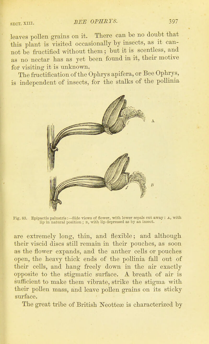 leaves pollen grains on it. There can be no dotibt that this plant is visited occasionally by insects, as it can- not be fructified without them; but it is scentless, and as no nectar has as yet been found in it, their motive for visiting it is unknown. The fructification of the Ophrys apifera, or Bee Ophrys, is independent of insects, for the stalks of the pollinia Fig. 83. Epipactls palnstris:—Side views of flower, with lower sepals cut away : A, with lip in natural position; B, with lip depressed as by an insect. are extremely long, thin, and flexible; and although their viscid discs still remain in their pouches, as soon as the flower expands, and the anther cells or pouches open, the heavy thick ends of the pollinia fall out of their cells, and hang freely down in the air exactly opposite to the stigmatic surface. A breath of air is sufiicient to make them vibrate, strike the stigma with their pollen mass, and leave pollen grains on its sticky surface. The great tribe of British Neottese is characterized by