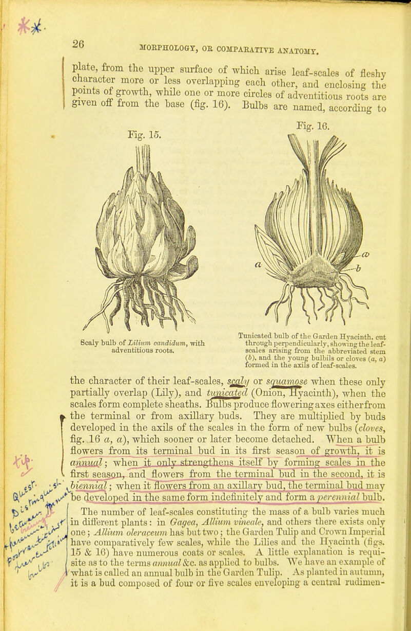 MOEPHOLOGY, OB, COMPARATIVE ANATOMY. plate, from the upper surface of which arise leaf-scales of fleshy character more or less overlapping each other, and enclosing the points of growth while one or more circles of adventitious roots are given off from the base (fig. 16). Bulbs are named, according to Fig. 15. Fig. 16. Tunicated bulb of the Garden Hyacinth, cut Scaly bulb of Xilium candidum, with through perpendicularly, showing the leaf- adventitious roots. scales arising from the abbreviated stem (i), and the young bulbils or cloves (a, a) formed in the axils of leaf-scales. the character of their leaf-scales, sjgihj or squamose when these only partially overlap (Lily), and tunicated (Onion, Hyacinth), when the scales form complete sheaths. Bulbs produce flowering axes either from ► the terminal or from axillary buds. They are multiplied by buds developed in the axils of the scales in the form of new bulbs (cloves, fig. .16 a, a), which sooner or later become detached. When a bidb flowers from its terminal bud in its first season of growth, jt ;3 annual; when it oi .3 itself by forming scales in the first seasojiy and_ flowers from the terminal bud in the second, it is • ^ yhiem/rttgl; when it flowers^from an axillary Jmd, jhc terniinal^u.d may be developed in the samejbrm inde^uitely and form a percnnialhni'b. The number of leaf-scales constituting the mass of a bulb varies much in different plants: in Gagea, Allium vineale, and others there exists only one; Allium oleraceum has but two; the Garden Tulip and Crown Imperial have comparatively few scales, while the Lilies and the Hyacinth (tigs. 15 & 16) nave numerous coats or scales. A little explanation is requi- site as to the terms annual &c. as applied to bulbs. We have an example of what is called an annual bulb in the Garden Tulip. _ As planted in autumn, y it is a bud composed of four or five scales enveloping a central ruclimen-