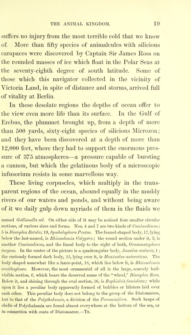 suffers no injury from the most terrible cold that we know of More than fifty species of animalcules with silicious carapaces were discovered by Captain Sir James Ross on the rounded masses of ice which float in the Polar Seas at the seventy-eighth degree of south latitude. Some of those which this navigator collected in the vicinity of Victoria Land, in spite of distance and storms, arrived full of vitality at Berlin. In these desolate regions the depths of ocean offer to the view even more life than its surface. In the Gulf of Erebus, the plummet brought up, from a depth of more than 500 yards, sixty-eight species of silicious Microzoa; and they have been discovered at a depth of more than 12,000 feet, where they had to support the enormous pres- sure of 375 atmospheres—a pressure capable of bursting a cannon, but which the gelatinous body of a microscopic infusorium resists in some marvellous way. These living corpuscles, which multiply in the trans- parent regions of the ocean, abound equally in the muddy rivers of our waters and ponds, and without being aware of it we daily gulp down myriads of them in the fluids we named Gallionella sol. On either side of it maj' be noticed four smaller circular sections, of various sizes and forms. Nos. 4 and 7 are two kinds of Coscinodiscus; 5 is Discoplea Rotula; 19, Symbolophora Pentas. The funnel-shaped body, 17, lying below the last-named, is Rhizosolemia Calyptra; the round section under it, 3, is another Coscinodiscus, and the lineal body to the right of both, Granwiatophora, turgens. In the centre of the picture is a quadrangular body, Anaulus scalaris, 1 ; the curiously formed dark body, 15, lying over it, is Ilemiaulus antarcticus. The body shaped somewhat like a lance-point, 18, which lies below it, is Rhizosolemia ornithoglossa. However, the most ornamental of all is the large, scarcely half- visible section, 6, which bears the deserved name of the wheel, Biscoplea Rota. Below it, and shining through the oval section, 16, is Raphioleisfasciolata; while upon it lies a peculiar body apparently formed of bubbles or blisters laid over each other. This peculiar body does not belong to the group of the Diatomacete, but to that of the Polythalamia, a division of the Fomminifera. Such heaps of shells of Polythalamia are found almost everywhere at the bottom of the sea, or in connection with coats of Diatomaceœ.—Tr.