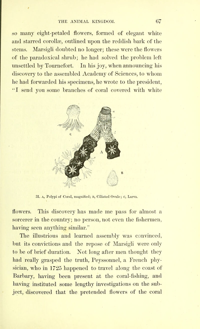 SO many eight-petaled flowers, formed of elegant white and starred corollse, outlined upon the reddish bark of the stems. Marsigli doubted no longer; these were the flowers of the paradoxical shrub; he had solved the problem left unsettled by Tournefort. In his joy, when announcing his discovery to the assembled Academy of Sciences, to whom he had forwarded his specimens, he wrote to the president, I send you some branches of coral covered with white 31. A, Polypi of Coral, magnified; B, Ciliated Ovule ; C, Larva. flowers. This discovery has made me pass for almost a sorcerer in the country; no person, not even the flshermen, having seen anything similar. The illustrious and learned assembly was convinced, but its convictions and the repose of Marsigli were only to be of brief duration. Not long after men thought they had really grasped the truth, Peyssonnel, a French phy- sician, who in 1725 happened to travel along the coast of Barbary, having been present at the coral-fishing, and having instituted some lengthy investigations on the sub- ject, discovered that the pretended flowers of the coral