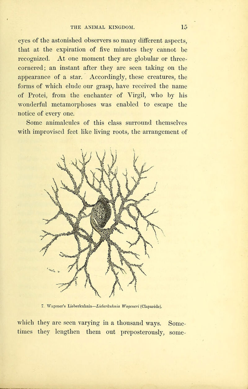 eyes of the astonished observers so many different aspects, that at the expiration of five minutes they cannot be recognized. At one moment they are globular or three- cornered; an instant after they are seen taking on the appearance of a star. Accordingly, these creatures, the forms of which elude our grasp, have received the name of Protei, from the enchanter of Virgil, who by his wonderful metamorphoses was enabled to escape the notice of every one. Some animalcules of this class surround themselves with improvised feet like living roots, the arrangement of 7. Wagener's Lieberkulmia—Lieherkulinia TFar/eneri (Claparède). which they are seen varying in a thousand ways. Some- times they lengthen them out preposterously, some-