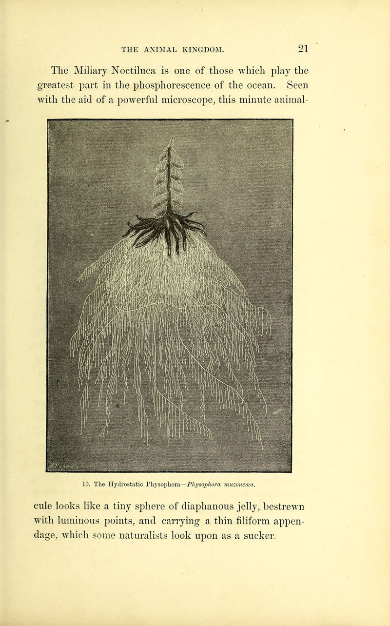 The Miliary Noctiluca is one of those which play the greatest part in the phosphorescence of the ocean. Seen with tlie aid of a powerful microscope, this minute animah 10. The Hydrostatic Physopbora—P!i>isophora muzonema. cule looks like a tiny sphere of diaphanous jelly, bestrewn with luminous points, and carrying a thin filiform appen- dage, which some naturalists look upon as a sucker.