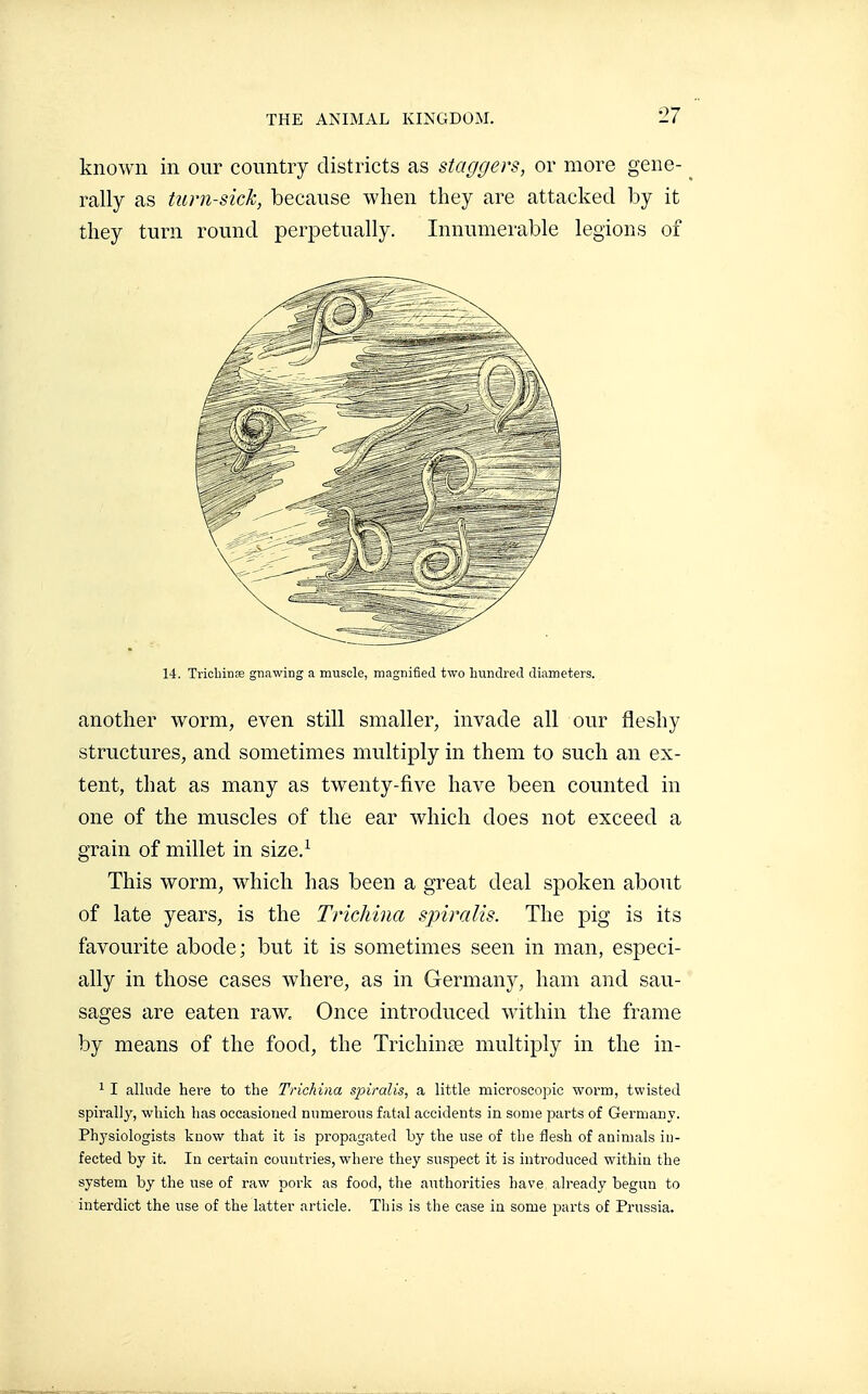 known in our country districts as staggers, or more gene- rally as turn-sick, because when they are attacked by it they turn round perpetually. Innumerable legions of 14. Trichiriœ gnawing a muscle, magnified two hvindred diameters. another worm, even still smaller, invade all our fleshy structures, and sometimes multiply in them to such an ex- tent, that as many as twenty-five have been counted in one of the muscles of the ear Avhich does not exceed a grain of millet in size.^ This worm, which has been a great deal spoken about of late years, is the Trichina spiralis. The pig is its favourite abode; but it is sometimes seen in man, especi- ally in those cases where, as in Germany, ham and sau- sages are eaten raw. Once introduced within the frame by means of the food, the TrichinEe multiply in the in- 1 I allude here to the Trichina spiralis, a little microscopic worm, twisted spirally, which has occasioned numerous fatal accidents in some parts of Germany. Phj'siologists know that it is propagated by the use of the flesh of animals in- fected by it. In certain countries, where they suspect it is introduced within the system by the use of raw pork as food, the authorities have already begun to interdict the use of the latter article. This is the case in some parts of Prussia.