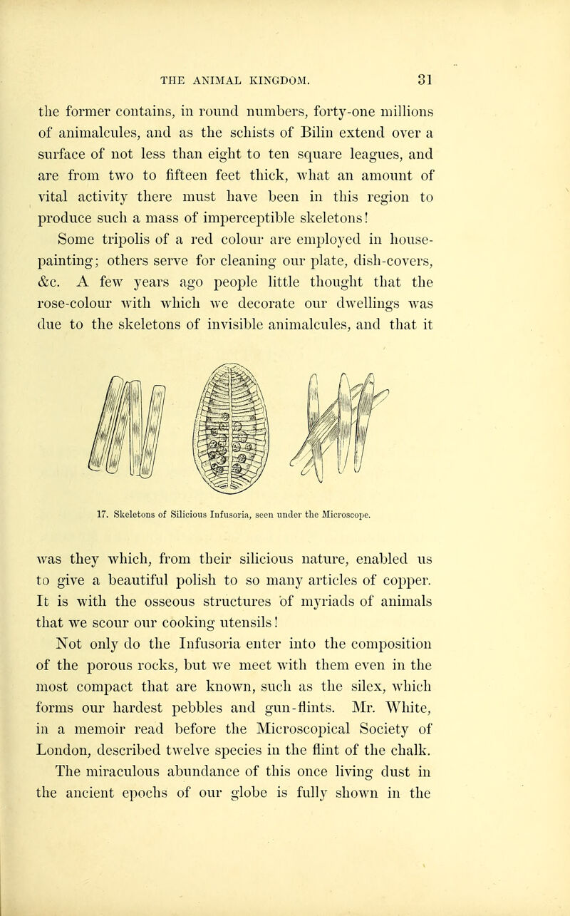 the former contains, in round numbers, forty-one millions of animalcules, and as the schists of Bilin extend over a surface of not less than eight to ten square leagues, and are from two to fifteen feet thick, what an amount of vital activity there must have been in this region to produce such a mass of imperceptible skeletons ! Some tripolis of a red colour are employed in house- painting; others serve for cleaning our plate, dish-covers, &c. A few years ago people little thought that the rose-colour with which we decorate our dwellings was due to the skeletons of invisible animalcules, and that it 17. Skeletons of Silicious Infusoria, seen under the Microscope. Avas they which, from their silicious nature, enabled us to give a beautiful polish to so many articles of copper. It is with the osseous structures of myriads of animals that we scour our cooking utensils ! Not only do the Infusoria enter into the composition of the porous rocks, but we meet with them even in the most compact that are known, such as the silex, which forms our hardest pebbles and gun-flints. Mr. White, in a memoir read before the Microscopical Society of London, described twelve species in the flint of the chalk. The miraculous abundance of this once living dust in the ancient epochs of our globe is fully shown in the