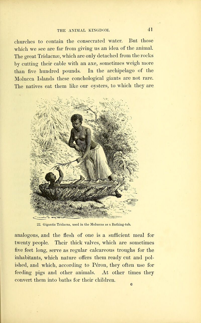 churches to contain the consecrated water. But those which we see are far from giving us an idea of the animal. The great Tridacnte, which are only detached from the rocks by cutting their cable with an axe, sometimes weigh more than five hundred pounds. In the archipelago of the Molucca Islands these conchological giants are not rare. The natives eat them like our oysters, to which they are 22. Gigantic Tridacna, used in the j\[oluccas as a Batliing-tub. analogous, and the flesh of one is a sufficient meal for twenty people. Their thick valves, which are sometimes five feet long, serve as regular calcareous troughs for the inhabitants, which nature offers them ready cut and pol- ished, and which, according to Pérou, they often use for feeding pigs and other animals. At other times they convert them into baths for their children. 6