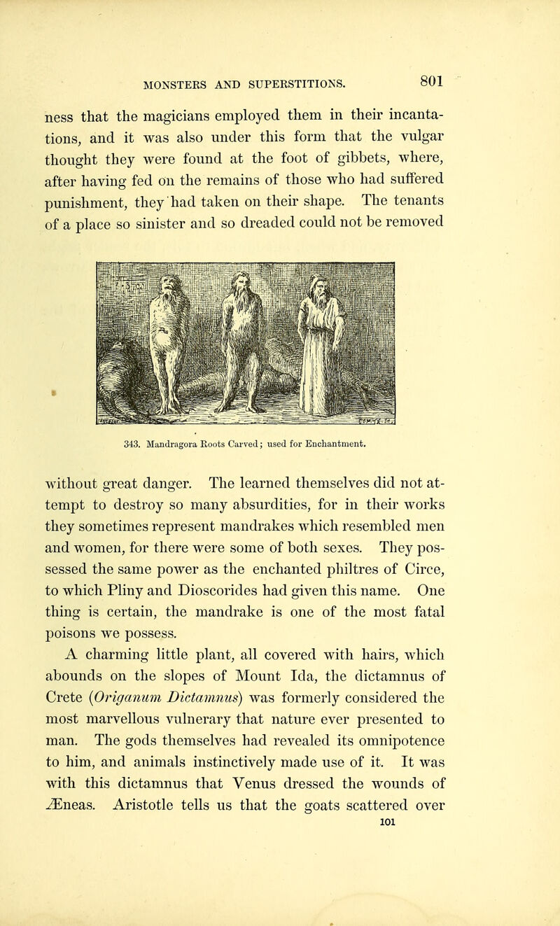 ness that the magicians employed them in their incanta- tions, and it was also under this form that the vulgar thought they were found at the foot of gibbets, where, after having fed On the remains of those who had suffered punishment, they had taken on their shape. The tenants of a place so sinister and so dreaded could not be removed without great danger. The learned themselves did not at- tempt to destroy so many absurdities, for in their works they sometimes represent mandrakes which resembled men and women, for there were some of both sexes. They pos- sessed the same power as the enchanted philtres of Circe, to which Pliny and Dioscorides had given this name. One thing is certain, the mandrake is one of the most fatal poisons we possess. A charming little plant, all covered with hairs, which abounds on the slopes of Mount Ida, the dictamnus of Crete {Origanum Dictamnus) was formerly considered the most marvellous vulnerary that nature ever presented to man. The gods themselves had revealed its omnipotence to him, and animals instinctively made use of it. It was with this dictamnus that Venus dressed the wounds of ^neas. Aristotle tells us that the goats scattered over 343. Maadragora Roots Carved; used for Enchantment. 101