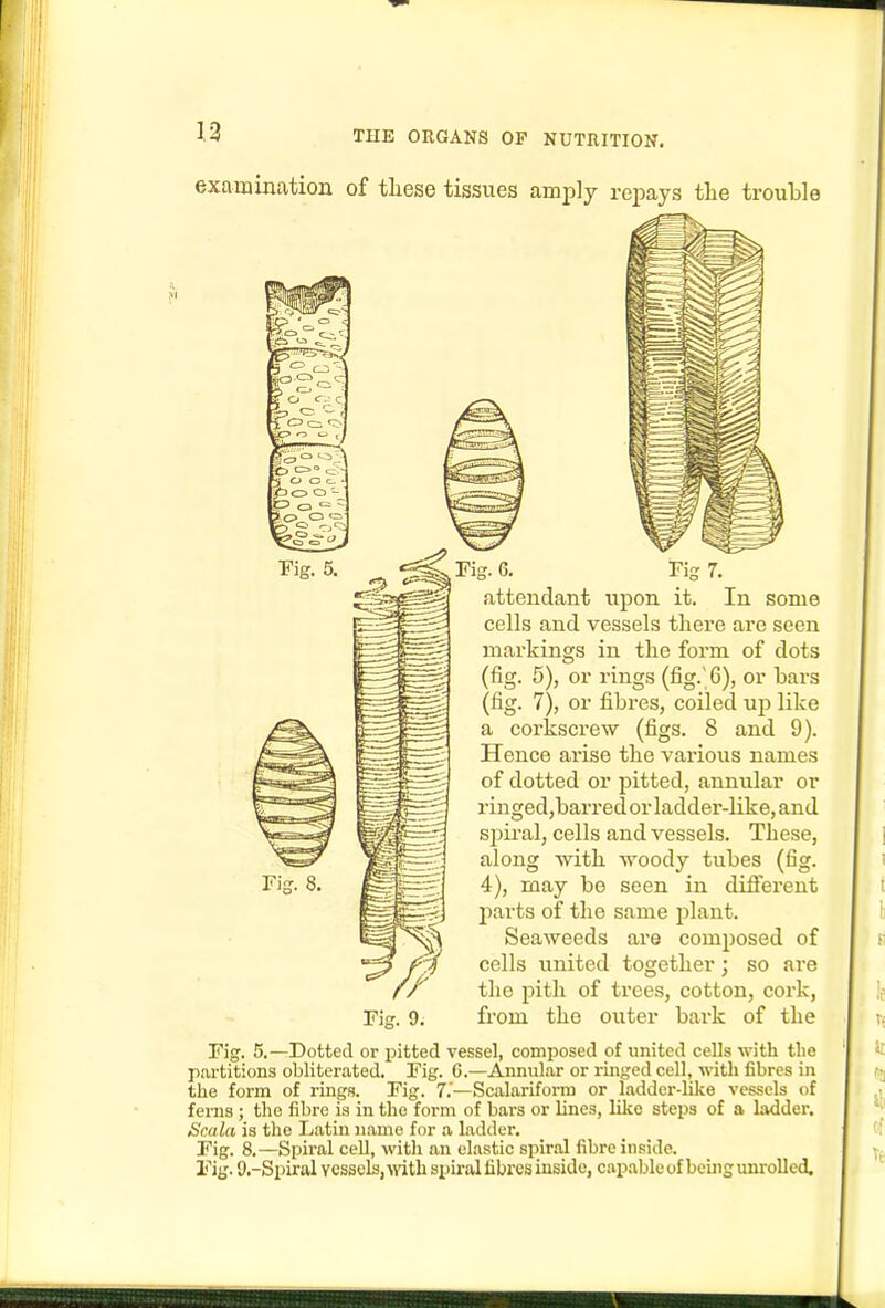 examination of tliese tissues amply repays the trouble Fig. 6. Fig 7. attendant upon it. In some cells and vessels there are seen markings in the form of dots (fig. 5), or rings (fig.' 6), or bars (fig. 7), or fibres, coiled up like a corkscrew (figs. 8 and 9). Hence ai-ise the various names of dotted or pitted, annular or ringed,barredor ladder-like, and sj^ii'al, cells and vessels. These, along with woody tubes (fig. 4), may be seen in different I^arts of the same plant. Seaweeds are composed of cells united together; so are the pith of trees, cotton, cork, from the outer bark of the Fig. 5.—Dotted or pitted vessel, composed of united cells with the partitions obliterated. Fig. 6.—Annular or ringed cell, with fibres in the form of rings. Fig. 7.'—Scalariforra or ladder-like vessels of ferns ; the fibre is in the form of bars or lines, lilvc steps of a ladder. Scala is the Latin name for a ladder. Fig. 8.—Spiral cell, with an elastic spiral fibre inside. Fig. 9.-Spiral vessels, with spiral fibres inside, capable of being unrolled.