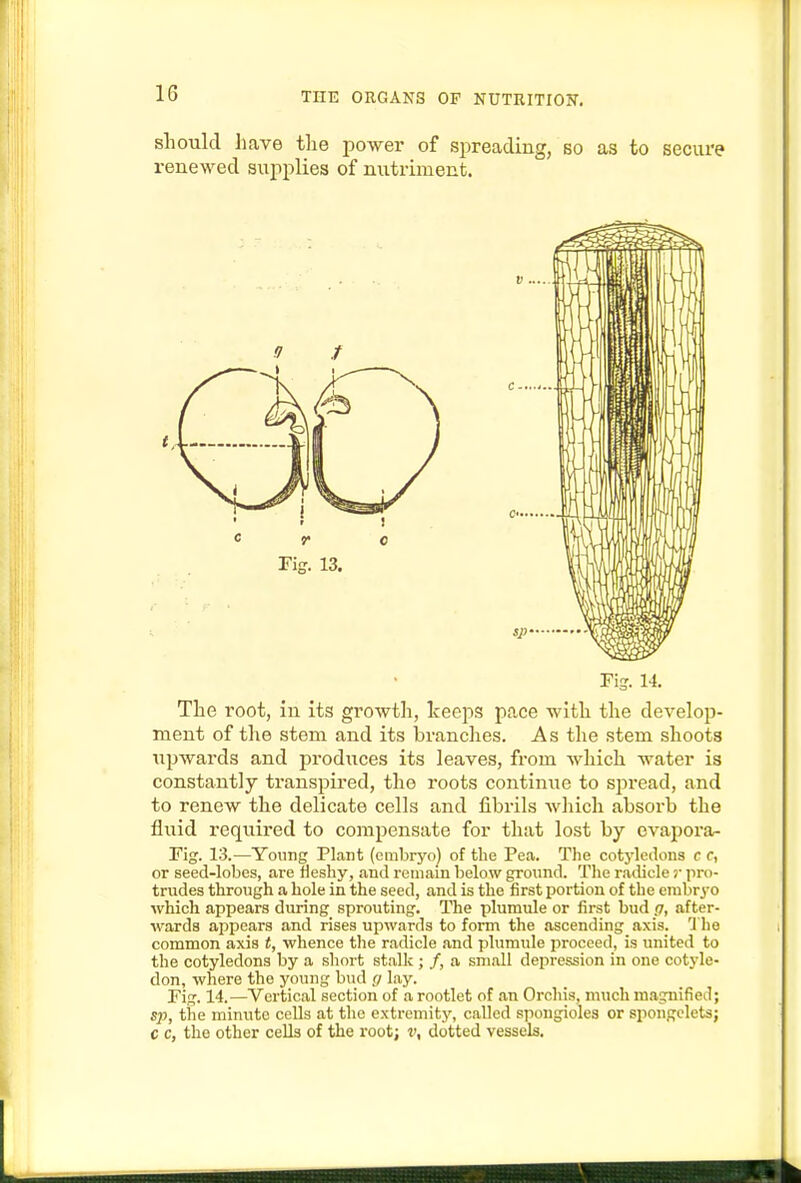 should have the powei' of spreading, bo as to secure renewed supplies of nutriment. Fig. 14. The root, in its growth, keeps ppvCe with the develop- ment of tlie stem and its branches. As tlie stem shoots upwards and prodiices its leaves, from which water is constantly transpired, the roots continue to sjjread, and to renew the delicate cells and fibrils wliich absorb the fluid required to compensate for that lost by evapora- 13.—Yonng Plant (embryo) of the Pea. The cotyledons r f, or seed-lobes, are neshy, and remain below ground. The radicle pro- trudes through a hole in the seed, and is the first joortion of the embryo which appears during sprouting. The plumule or first bud rj, after- ■wards appears and rises upwards to form the ascending axis. 1 ho common axis t, whence the radicle and plumule proceed, is united to the cotyledons by a short stalk ; /, a small depression in one cotyle- don, where the young bud g lay. Fig. 14.—Vertical section of a rootlet of an Orchis, much magnified; sp, the minute colls at the extremity, called spongioles or spongelets; c c, the other cells of the root; i', dotted vessels.