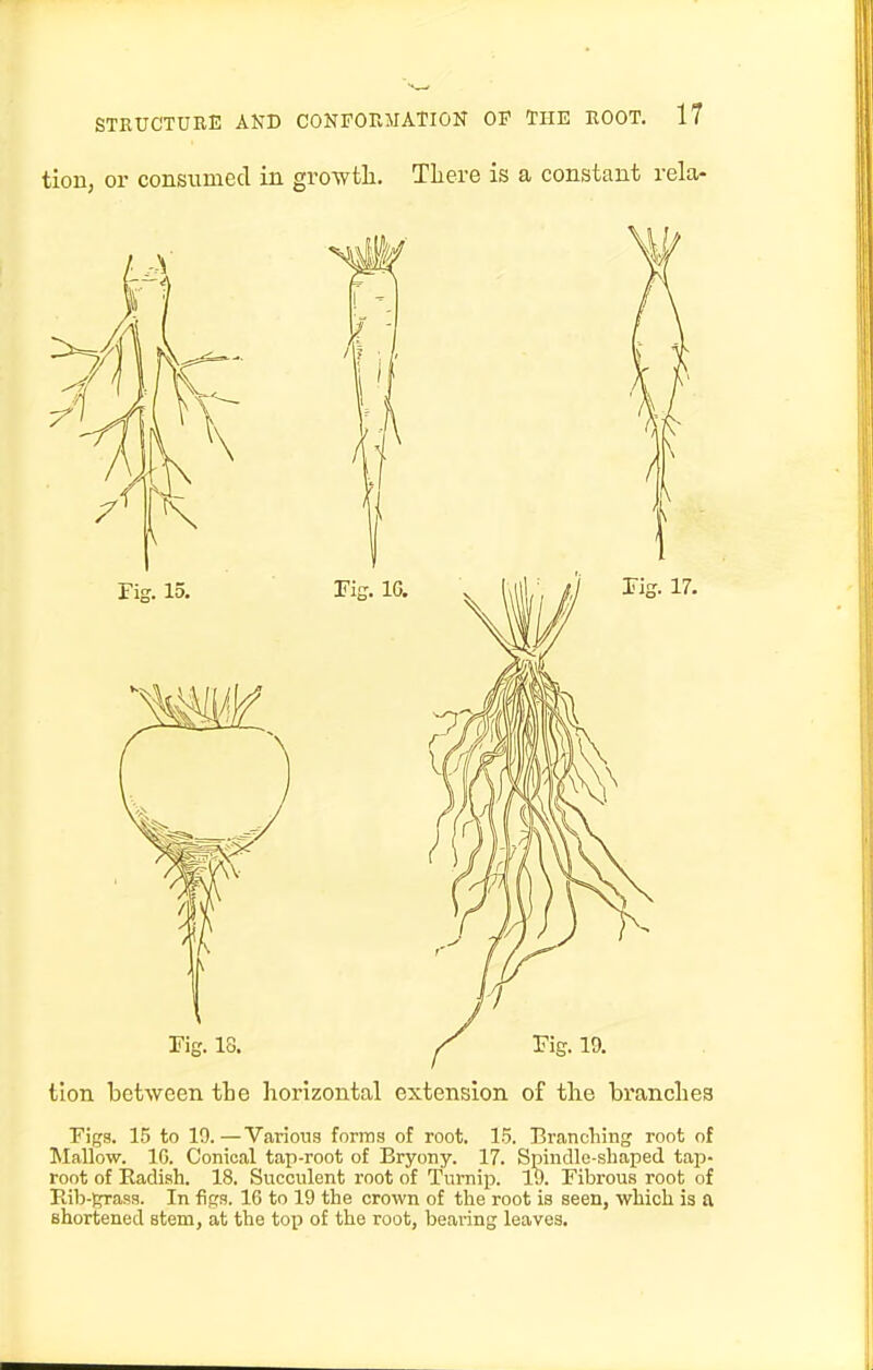 tiou, or consumed in growtli. Tliere is a constant rela- tion between tLe horizontal extension of the branches Figs. 15 to 19.—Various forms of root. 15. Branching root of Mallow. 10. Conical tap-root of Bryony. 17. Spindle-shaped tap- root of Eadish. 18. Succulent root of Turnip. 19. Fibrous root of Rib-grass. In figs. 16 to 19 the crown of the root is seen, which is a shortened stem, at the top of the root, bearing leaves.