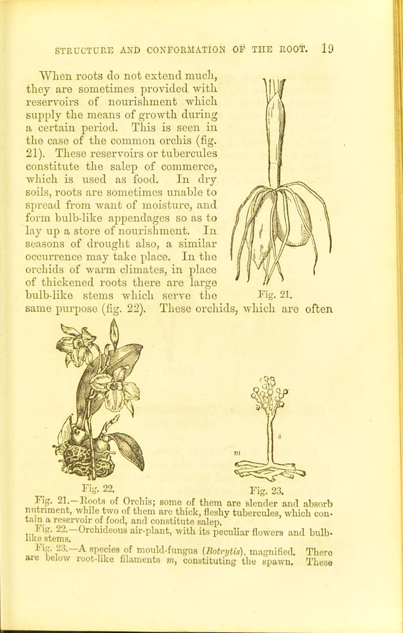 Wlien roots do not extend much, they are sometimes provided with reservoirs of nourishment -which supply the means of growth during a certain period. This is seen in the case of the common orchis (fig. 21). These reservoirs or tubercules constitute the salep of commerce, Avhich is used as food. In dry soils, roots are sometimes unable to spread from want of moisture, and form bulb-like appendages so as to lay up a store of nourishment. In seasons of drought also, a similar occurrence may take place. In the orchids of warm climates, in place of thickened roots there are large bulb-like stems which serve the same purpose (fig. 22). These orchids, which are often 22. Fig. 23, Pig. 21.- Roots of Orcliis; some of them are slender and absorb nutriment, while two of them arc tliick, fleshy tubercules, which con- tain a reservoir of food, and constitute salep. Fipr. 22.—Orchideous au--plant, with its peculiar flowers and bulb- hko stems. Ti^'. ^3.—A species of mould-fungus {Botrijlis}. magnified. There axe below root-hke filaments m, constituting the spawn. These