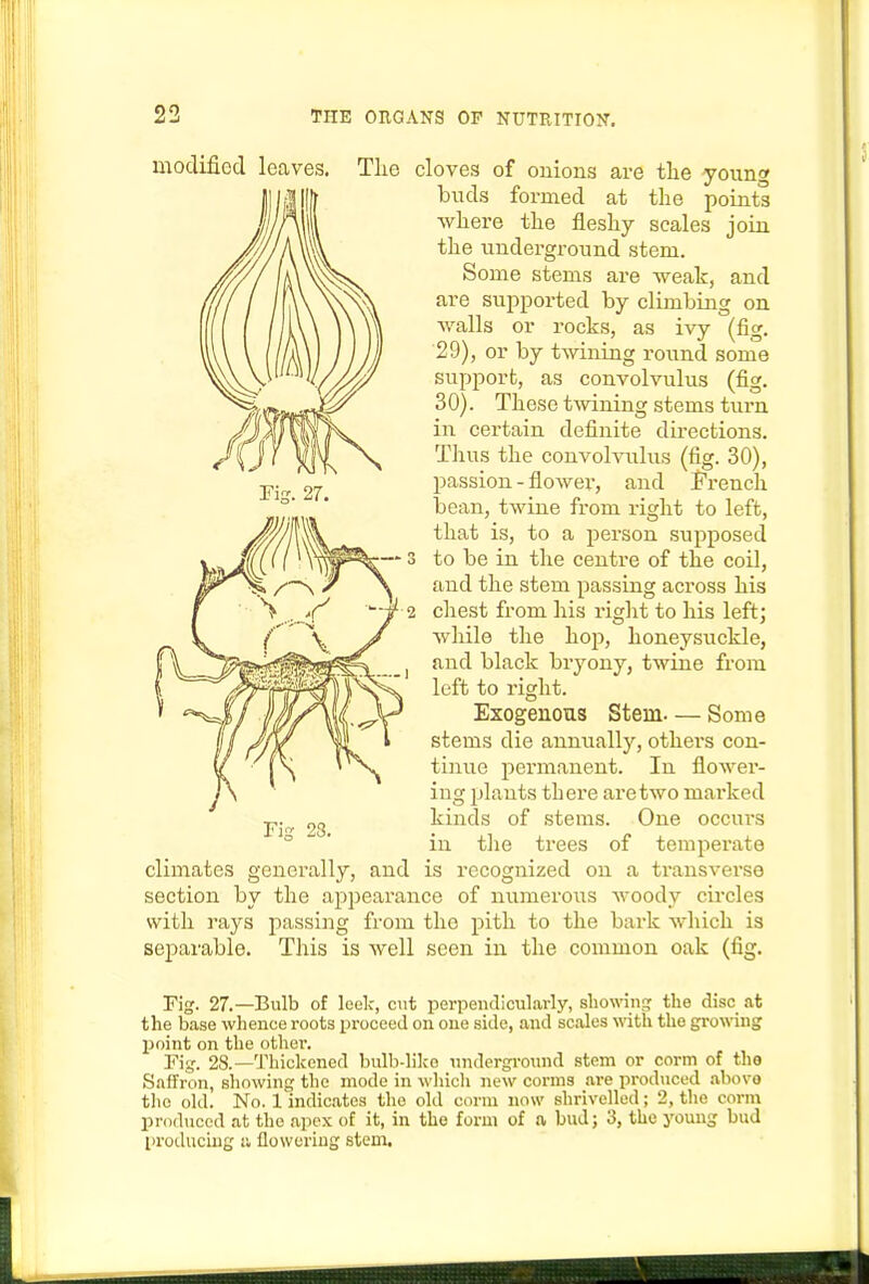 modified leaves. The cloves of onions are tlie yoim» buds formed at the points where the fleshy scales join the underground stem. Some stems are weak, and are supported by climbing on walls or rocks, as ivy (fig. 29) , or by twining round some support, as convolvulus (fig. 30) . These twining stems turn in certain definite directions. Thus the convolvulus (fig. 30), passion - flower, and French bean, twine from right to left, that is, to a person supposed to be in the centre of the coil, and the stem passing across his cliest from his right to his left; while the hop, honeysuckle, and black bryony, twine from left to right. Exogenous Stem— Some stems die annually, others con- tinue permanent. In flower- ing plants there are two mai'ked kinds of stems. One occurs in the trees of temperate climates generally, and is recognized on a transverse section by the appearance of mimeroiis woody circles with rays passing from the pith to the bark which is separable. This is well seen in the common oak (fig. Fig. 27.—Bulb of leelc, cnt perpendicularly, sbowdnsr the disc at the base whence roots proceed on one side, and scales mth the gro-iring point on the other. rig. 28.—Thickened bulb-like undergi-ound stem or corm of the Saffron, showing the mode in which new corms .are produced .above the old. No. 1 indicates the old corm now shrivelled; 2, the corm produced at the apex of it, in the form of a bud; 3, the young bud producing a flowering stem. Fig 28.