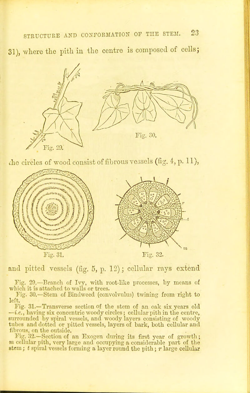 31), where the pith in the centre is composed of cellsj the circles of wood consist of fibrous vessels (fig. 4, p. 11), Fig. 31. Fig. 32. and pitted vessels (fig. 5, p. 12); cellular rays extend Fig. 29.—Br.orch of Ivy, witli root-like processes, by means of which it is attached to walls or trees. Fig. 30.—Stem of Bindweed (convolvulus) twining from right to left. Fig. 31.—Transverse section of the stem of an oak six years old —i.e., having six concentric woody circles; cellular pith in the centre, Burroimdcd by spiral vessels, and woody layers consisting of woody tubes and dotted or pitted vessels, layers of bark, both cellular and fibrous, on the outside. Fig. 32.—Section of an Exogen during its first year of growth; m cellular pith, very large and occupying a considerable part of the stem; t spiral vessels forming a layer round the pith; r large cellular