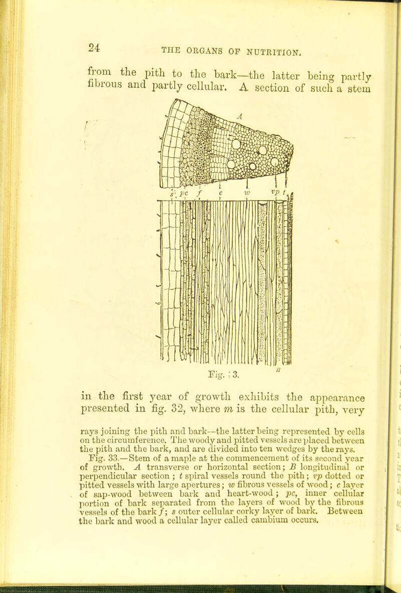 in tlie first year of growth exhibits the ajipearance presented in fig. 32, where m is the cellular pith, very rays joining the pith and bark—the latter being represented by cells on the circumference. The woody and pitted vessels are phxced between the pith and the bark, and are divided into ten wedges by the rays. Fig. 33 —Stem of a maple at the commencement of its .second year of growth. A transverse or horizontal section; B longitudinal or perpendicular section ; t spiral vessels round the pith ; rp dotted or pitted vessels with large apertures; 10 fibrous vessels of wood; c layer of sap-wood between bark and heart-wood; pc, inner cellular portion of bark separated from the layers of wood by the fibrous vessels of the bark /; s outer cellular corky layer of bai-k. Between the bark and wood a cellular layer called cambiimi occurs.