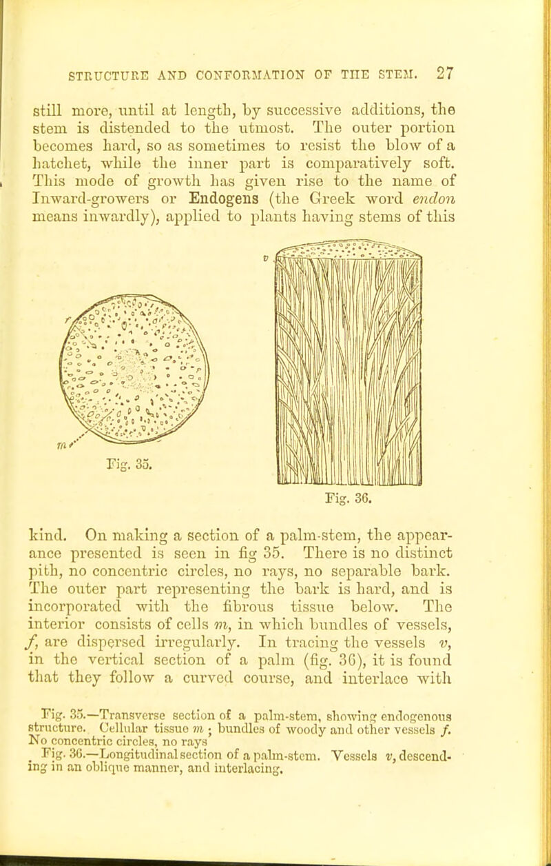 still more, until at lengtli, by successive additions, the stem is distended to the utmost. The outer portion becomes hard, so as sometimes to resist the blow of a hatchet, while the inner part is comparatively soft. This mode of growth has given rise to the name of Inward-growers or Endogens (the Greek word endon means inwardly), applied to plants having stems of tliis kind. On making a section of a palm-stem, the appear- ance presented is seen in fig 35. There is no distinct pith, no concentric circles, no rays, no separable bark. The outer part representing the bark is hard, and is incorporated with the fibrous tissue below. The interior consists of cells m, in which bundles of vessels, f, are dispersed irregiilarly. In tracing the vessels v, in the vertical section of a palm (fig. 3G), it is found that they follow a curved course, and interlace with Fig. 35.—Transverse section of a palm-stem, sliowinq; enclogcnoua structure. Cellular tissue m ; bundles of woody and other vessels /. No concentric circles, no rays Fig. 3G.—Longitudinal section of a palm-stem. Vessels v, descend- ing in an obliqne manner, and interlacing.