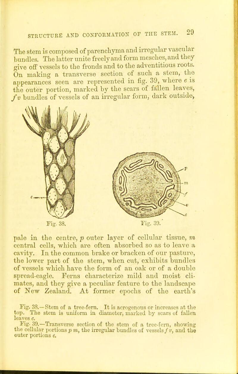 The stem is composed of parencliyma and iiTegular vascular bundles. The latter unite freely and form mesches, and they give off vessels to the fronds and to the adventitious roots. On making a transverse section of such a stem, the appearances seen are represented in fig. 39, where e is the outer portion, marked by the scars of fallen leaves, fv bundles of vessels of an irregular form, dark outside, pale in the centre, p outer layer of celh;]ar tissue, ni central cells, which are often absorbed so as to leave a cavity. In the common brake or bracken of our pasture, the lower part of the stem, when cut, exhibits bundles of vessels Avhich have the form of an oak or of a double spread-eagle. Ferns characterize mild and moist cli- mates, and they give a peculiar feature to the landscape of New Zealand. At former epochs of the earth's Fig. 38.—Stem of a tree-fern. It is acrogenoiis or increases at the top. The stem is uuiform in. diameter, marked by scars of fallen leaves c. Fig. 39.—Transverse section of the stem of a tree-fern, showing the cellular portions p m, the irregular bundles of vessels/v, and the outer portions e.