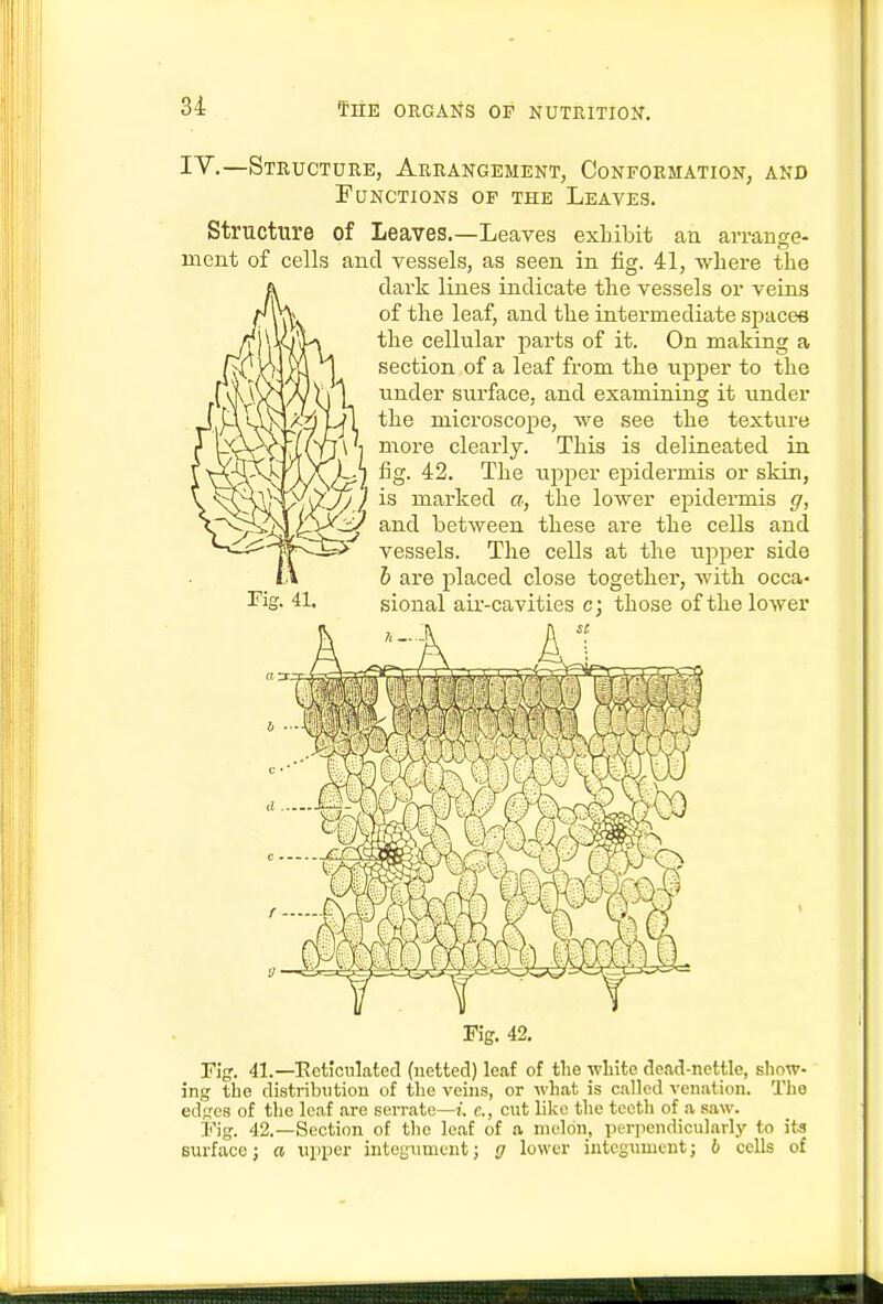 I'V.—Structure, Arrangement, Conformation, and Functions of the Leaves. Structure of Leaves.—Leaves exLibit an arrange- ment of cells and vessels, as seen in fig. 41, where the dark lines indicate the vessels or veins of the leaf, and the intermediate spaces the cellular parts of it. On making a section of a leaf from the upper to the iinder surface, and examining it under the microscope, we see the texture moi-e clearly. This is delineated in fig. 42. The upper epidermis or skin, is marked a, the lower epidermis g, and between these are the cells and vessels. The cells at the upper side 6 are placed close together, with occa- sional air-cavities c; those of the lower Fig. 42. Figr. 41.—Ectictilated (netted) leaf of the wLite dead-nettle, show- ing the distribution of the veins, or what is called venation. The edses of the leaf are serrate—7. c, cut like the tcctli of a saw. Fig. 42.—Section of the leaf of a melon, perpendicularly to its surface; a upper integument; g lower integument; 6 cells of