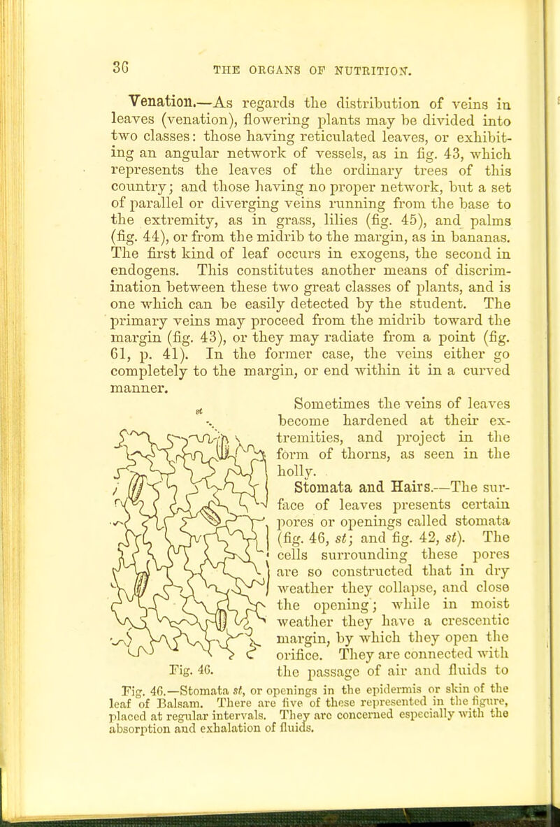 Venation.—As regards the distribution of veins in leaves (venation), flowering plants may be divided into two classes: those having reticulated leaves, or exhibit- ing an angular network of vessels, as in fig. 43, which represents the leaves of the ordinary trees of this country; and those having no proper netwoi-k, but a set of parallel or diverging veins running from the base to the extremity, as in grass, lilies (fig. 45), and palms (fig. 44), or from the midrib to the mai'gin, as in bananas. The first kind of leaf occurs in exogens, the second in endogeng. This constitutes another means of discrim- ination between these two great classes of plants, and is one which can be easily detected by the student. The primary veins may proceed from the midrib toward the margin (fig. 43), or they may radiate from a point (fig. 61, p. 41). In the former case, the veins either go completely to the margin, or end -within it in a curved manner. Sometimes the veins of leaves become hardened at their ex- tremities, and i:)roject in the *V^'^s^'f^n^^O^*^'r^ form of thorns, as seen in the y^S? S ^ An iioiiy- Stoniata and Hairs.—The sur- face of leaves pi'esents certain pores or openings called stomata (fig. 46, St; and fig. 42, st). The cells surrounding these pores are so constructed that in dry weather they collapse, and close the opening; while in moist weather they have a crescentic margin, by which they open the orifice. They are connected with rig. 4G. the passage of air and fluids to Fig. 4G.—Stomata st, or opcning.s in the eiiidermis or skin of the leaf of Balsam. There are iive of these represented in tlie fignre, placed at regular intervals. They arc concerned especially -with the absorption and exhalation of fluids.