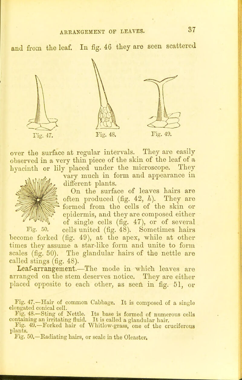 and from tlie leaf. In fig. 46 tliey are seen scattered ri-. 47. rig. 49. over the surface at regular intervals. They are easily observed in a very thin piece of the skin of the leaf of a hyacinth or lily placed under the microscope. They vary much in form and appearance in dilferent plants. On the surface of leaves hairs are often produced (fig. 42, h). They are formed from the cells of the skin or epidermis, and they are composed either of single cells (fig. 47), or of several Fi^. 50. cells united (fig. 48). Sometimes hairs become forked (fig. 49), at the apex, while at other times they assume a star-like form and imite to form scales (fig. 50). The glandular hairs of the nettle are called stings (fig. 48). Leaf-arrangement.—The mode in which leaves are arranged on the stem deserves notice. They are either placed opposite to each other, as seefi in fig. 51, or Fig. 47.—Hair of common Cabbage. It is composed of a single elongated conical cell. Fig. 48.—Sting of Nettle. Its base is formed of numerous cells containing an irritating fluid. It is called a glandular hair. Fig. 49.—Forked hair of Whitlow-grass, one of the cruciferous plants. Fig. 50.—Kadiating hairs, or scale in the Oleaster,