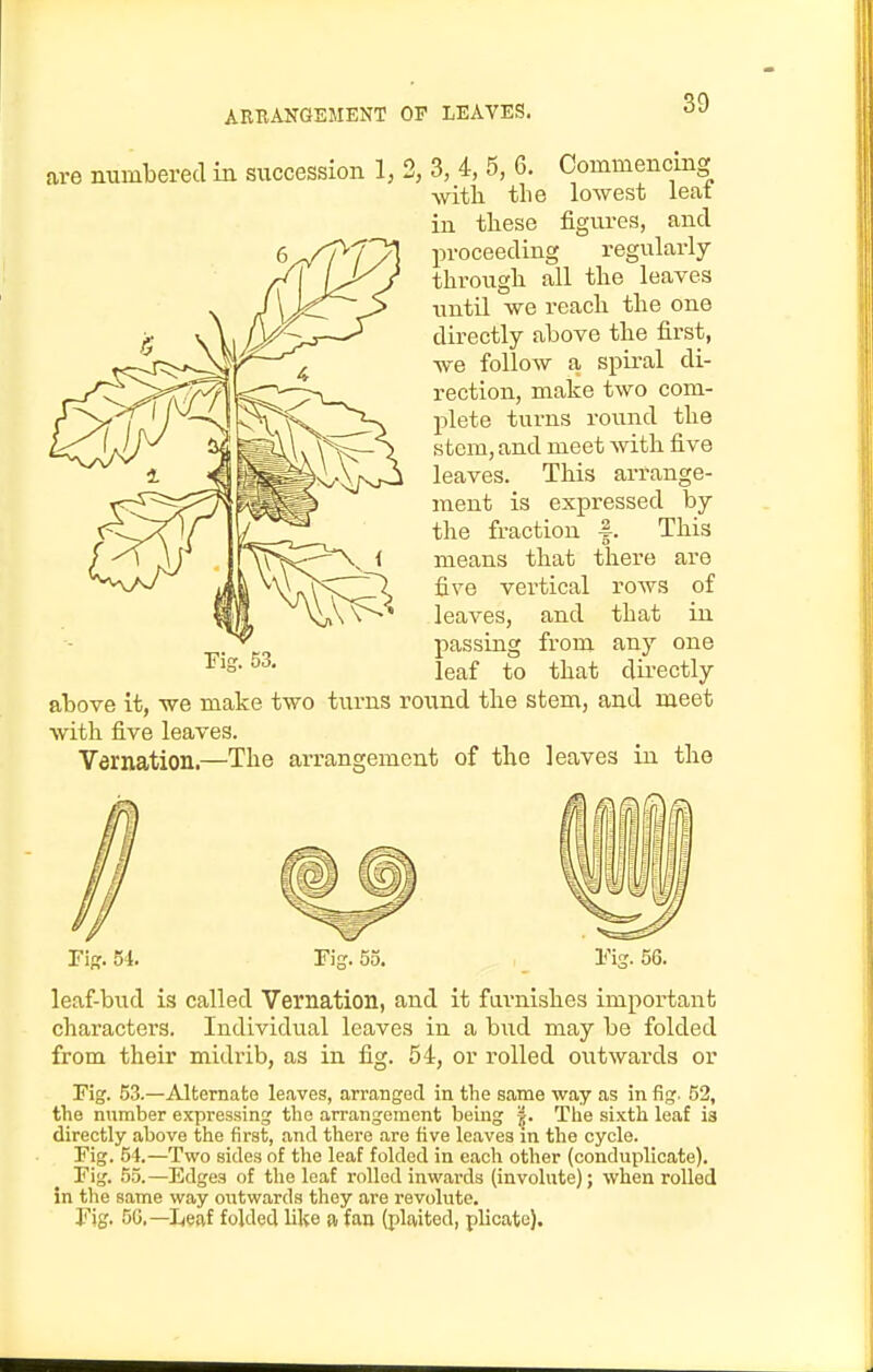 re numbered in succession 1, 2, 3, 4, 5, 6, Commencing with the lowest leat in these figures, and proceeding regularly- through all the leaves until we reach the one directly above the first, we follow a spiral di- rection, make two com- plete turns round the stem, and meet with five leaves. This arrange- ment is expressed by the fraction |. This means that there are five vertical rows of leaves, and that in passing from any one leaf to that directly above it, we make two turns round the stem, and meet with five leaves. Vernation.—The arrangement of the leaves in the riff. 54. Fig. 53. Fig. 56. leaf-bud is called Vernation, and it fui'nishes important characters. Individual leaves in a bud may be folded from their midrib, as in fig. 54, or rolled outwai-ds or Pig. 53.—Alternate leaves, arranged in the same way as in fig. 62, the number expressing the arrangement being j. Tlie sixth leaf is directly above the first, and there are five leaves in the cycle. Fig. 54.—Two sides of the leaf folded in each other (conduplicate). Fig. 55.—Edges of tlie loaf rolled inwards (involute); when rolled in the same way outwards they are revolute. Fig. 50,—I^eaf folded like a fan (plaited, plicate).