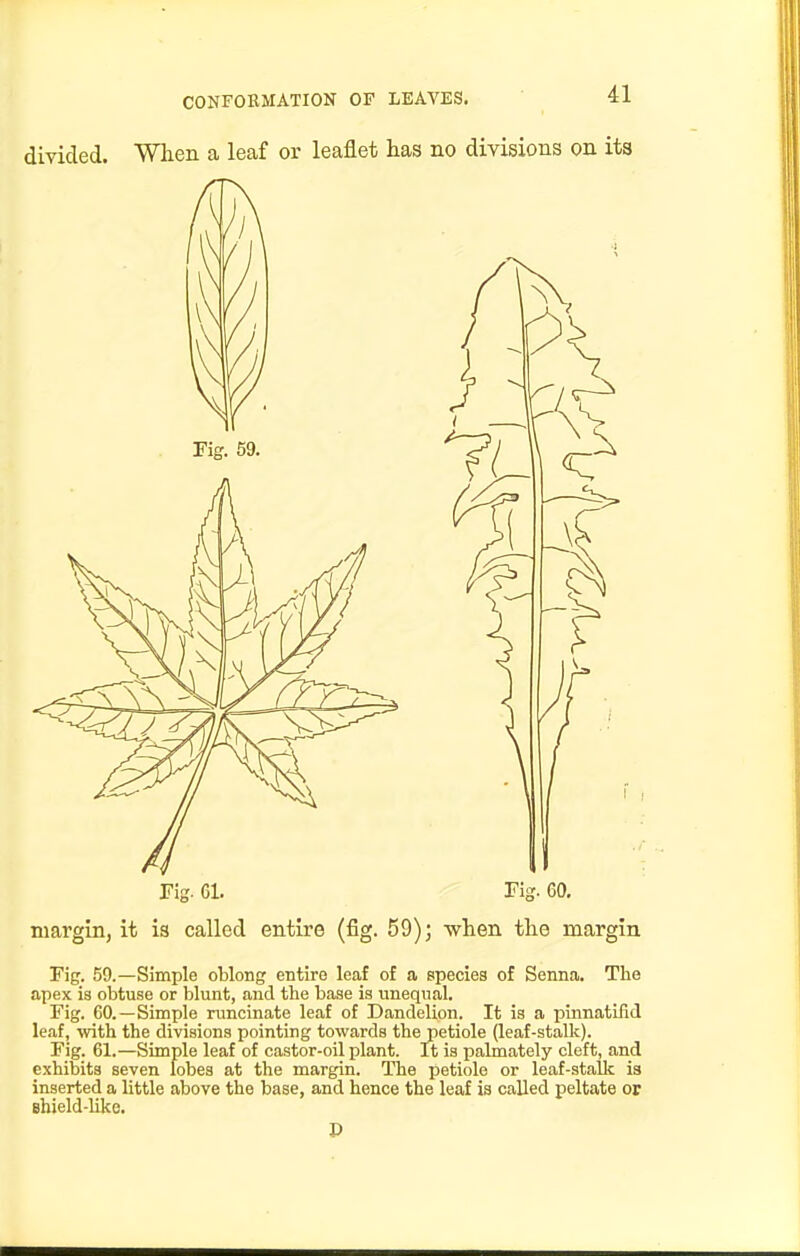 divided. When a leaf or leaflet lias no divisions on its Fig. Gl. Fig. 60. margin, it is called entire (fig. 59); when tho margin Fig. 59.—Simple oblong entire leaf of a species of Senna. The apex is obtuse or blunt, and the base is unequal. Fig. 60.—Simple runcinate leaf of Dandelion. It is a pinnatifid leaf, with the divisions pointing towards the petiole (leaf-stalk). Fig. 61.—Simple leaf of castor-oil plant. It is palmately cleft, and exhibits seven lobes at the margin. The petiole or leaf-stallc is inserted a little above the base, and hence the leaf is called peltate or shield-like.