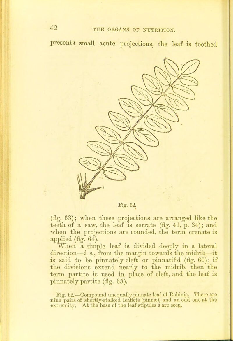 (fig. 63); wlien these projections are arranged like tlie teetli of a saw, tlie leaf is serrate (fig. 41, p. 34); and when the projections are rounded, the term crenate is ajiplied (fig. 64). Wlien a simple leaf is divided deeply in a lateral direction—i. e., from the margin towards the midrib—it is said to be pinnately-cleft or pinnatifid (fig. 60); if the divisions extend nearly to the midrib, then the term partite is used in place of cleft, and the leaf is jnnnately-partite (fig. 65). Fig. G2.—Compound unomially pinnate leaf of Eobini.a. Tliore .ire nine p.airs of shortly-stalked leaflets (pinnic), and an odd one at the extremity. At the base of tbo leaf stipules s are secu.