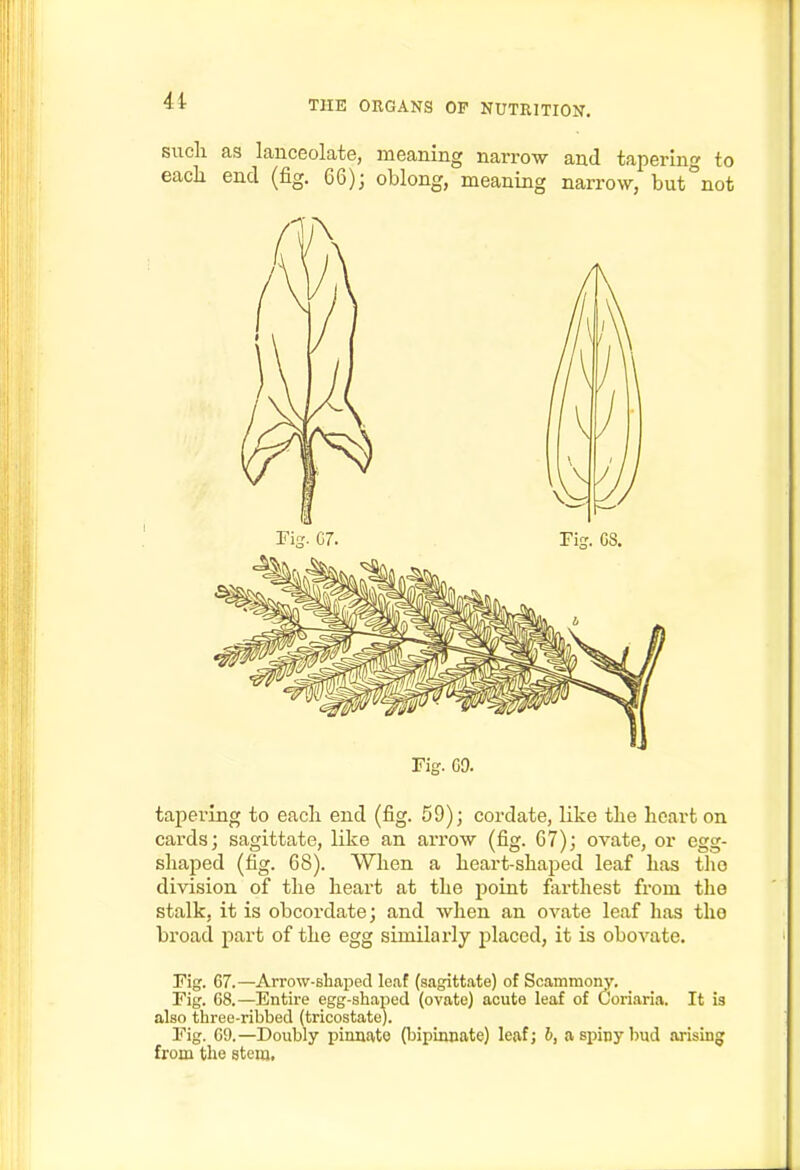 4i sucli as lanceolate, meaning narrow and tapering to each end (fig. 66); oblong, meaning narrow, but°not Fig. G9. tapering to eacli end (fig. 59); cordate, like the heart on cards; sagittate, like an arrow (fig. 67); ovate, or egg- shaped (fig. 68). When a heart-shaped leaf has tlio division of the heart at the point farthest from the stalk, it is obcordate; and when an ovate leaf has the broad part of the egg similarly placed, it is obovate. Fig. 67.—Arrow-shaped loaf (sagittate) of Scammony. Fig. C8.—Entire egg-shaped (ovate) acute leaf of Coriaria. It is also three-ribbed (tricostate). Fig. G9.—Doubly pinnate (bipinnate) leaf; b, a spiny bud arising from the stenit