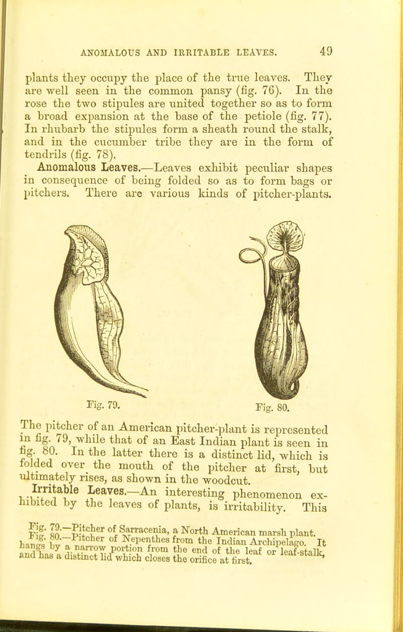 plants they occupy tlie place of the true leaves. Tliev are well seen in the common pansy (fig. 76). In the rose the two stipules are united together so as to form a broad expansion at the base of the petiole (fig. 77). In rhiibarb the stipules form a sheath round the stalk, and in the cucumber tribe they are in the form of tendrils (fig. 78). Anomalous Leaves.—Leaves exhibit peculiar shapes in consequence of being folded so as to form bags or pitchers. There are various kinds of pitcher-plants. The pitcher of an American pitcher-plant is represented in fig. 79, while that of an East Indian plant is seen in fig. 80. In the latter there is a distinct lid, which is tolded over the mouth of the pitcher at first, but ultimately rises, as shown in the woodcut. Irritable Leaves.—An interesting phenomenon ex- hibited by the leaves of plants, is irritability. This Fig. 7£). Fig. 80.