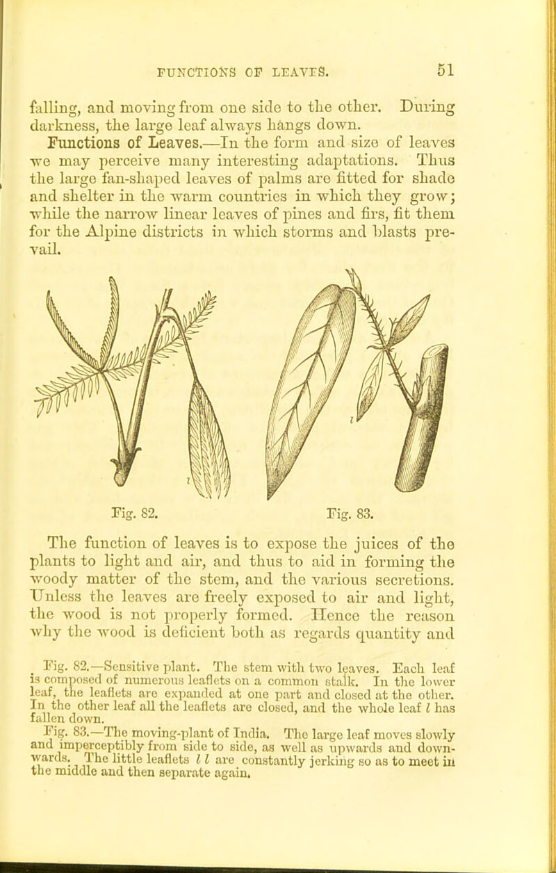 falling, and moving from one side to tlie other. During darkness, tlie large leaf always liangs down. Functions of Leaves.—In the form and size of leaA^es we may perceive many interesting adaptations. Thns the large fan-shaped leaves of palms ai'e fitted for shade and shelter in the warm countries in which they grow; while the narrow linear leaves of pines and firs, fit them for the Alpine districts in which storms and blasts pre- vail. Tig. 82. Fig. 83. The function of leaves is to espose the juices of the plants to light and air, and thus to aid in forming the woody matter of the stem, and the various secretions. Unless the leaves are freely exposed to air and light, the wood is not properly formed. Hence the reason why tlie wood is deficient both as regards quantity and Fig. 82.—Sensitive plant. The utom with two leaves. Each leaf is composed of numcroTia leaflets on a common stalk. In the lower leaf, the leaflets are expanded at one part and closed at the other. In the other leaf all the leaflets are closed, and the whole leaf I has fallen down. Fig. 83.—The moving-plant of India. The large leaf moves slowly and imperceptibly from side to side, as well as upwards and down- wards. The little leaflets 11 are constantly jerkmg so as to meet ill the middle and then separate again.