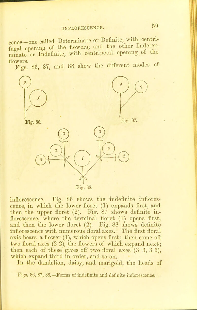 cence—one called Determinate or Definite, with centri- facral opening of the flowers; and the other Indeter- minate or Indefinite, with centripetal opening of the flowers. , -.-ry 1. 1 e Fif^s. 86, 87, and 88 show the different modes ot Fig. 88. inflorescence. Fig. 86 shows the indefinite inflores- cence, in which the lower floret (1) expands first, and then the upper floret (2). Fig. 87 shows definite in- florescence, where the terminal floret (1) opens first, and then the lower floret (2). Fig. 88 shows definite inflorescence with numerous floral axes. The first floral axis bears a flower (1), which opens first; then come olf two floral axes (2 2), the flowers of which expand next; then each of these gives off two floral axes (3 3, 3 3), v/hich expand third in order, and so on. In the dandelion, daisy, and marigold, the heads of Figs. 86, 87, 88.—Forms of indefinite and definite inflorescence.