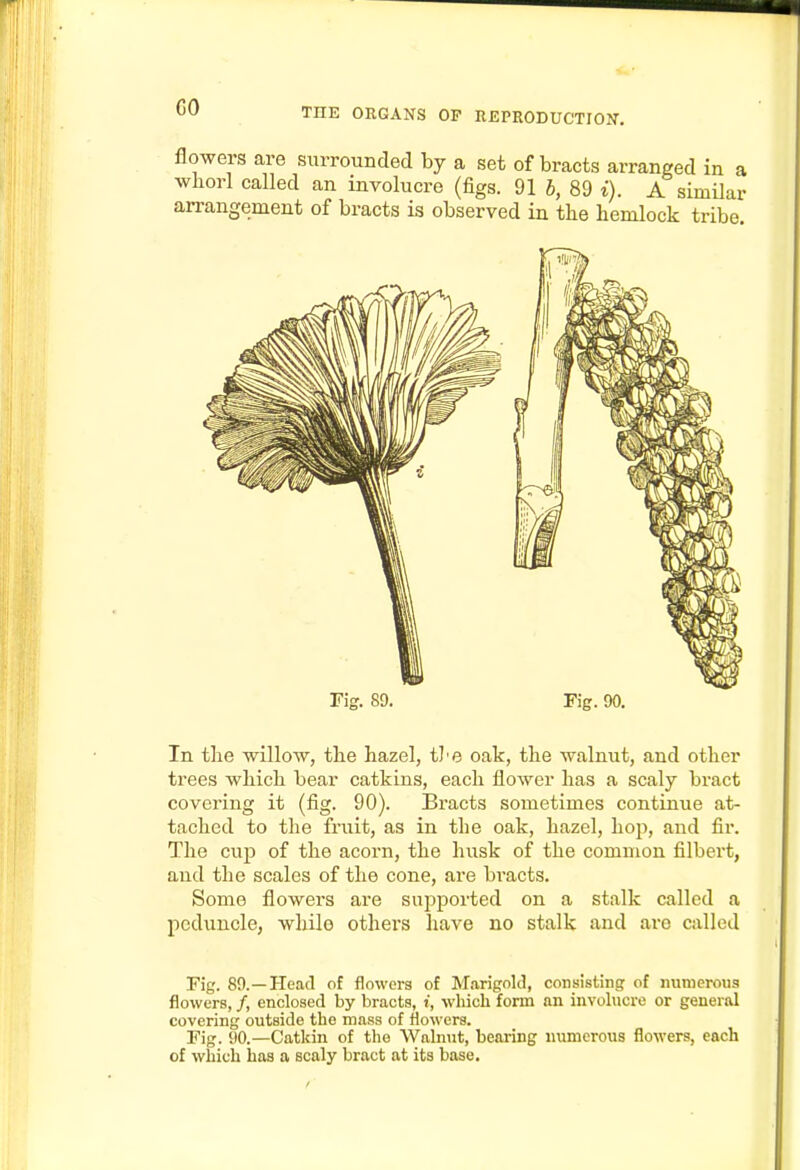 CO flowers are surrounded by a set of bracts arranged in a whorl called an involucre (figs. 91 b, 89 i). A similar arrangement of bracts is observed in the hemlock tribe Fig. 89. Fig. 90. In the willoAv, the hazel, tJ'e oak, the walnut, and other trees which bear catkins, each flower has a scaly bract covering it (fig. 90). Bracts soraetimes continue at- tached to the fruit, as in the oak, hazel, hop, and fir. The cup of the acorn, the husk of the common filbert, and the scales of the cone, are bi'acts. Some flowers are supported on a stalk called a peduncle, wliilo others have no stalk and are called Fig. 89.—Head of flowers of Marigold, consisting of numerous flowers, /, enclosed by bracts, i, which form an involucre or general covering outside the mass of flowers. Fig. 90.—Catkin of the Walnut, bearing numerous flowers, each of whicli has a scaly bract at its base.