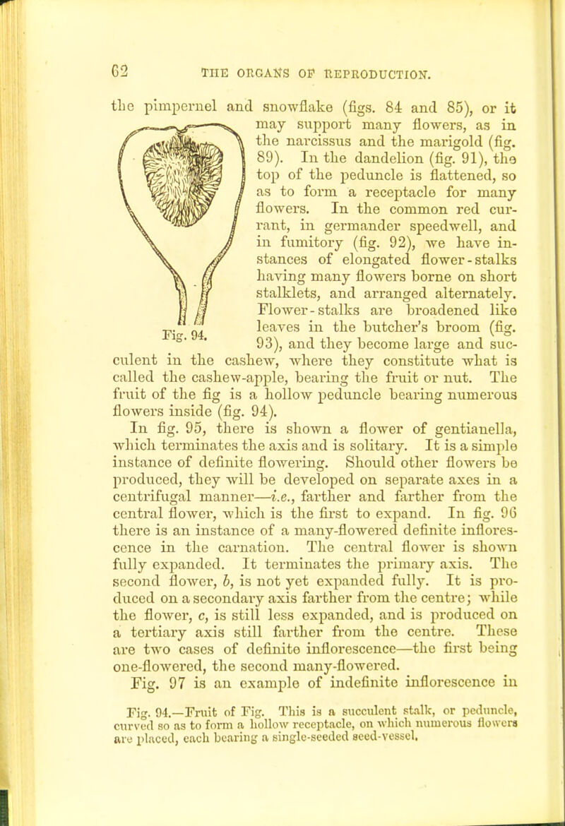 the pimpernel and snowflake (figs. 84 and 85), or it may support many flowers, as in tlie narcissus and the marigold (fig. 89). In the dandeUon (fig. 91), tho top of the peduncle is flattened, so as to form a receptacle for many flowers. In the common red cur- rant, in germander speedwell, and in fumitory (fig. 92), we have in- stances of elongated flower-stalks having many flowers borne on short stalklets, and arranged alternately. Flower-stalks ai'e broadened like leaves in the butcher's broom (fig. 93), and they become large and suc- culent in the cashew, where they constitute what is called the cashew-apple, bearing the fruit or nut. The fruit of the fig is a hollow peduncle bearing mimerous flowers inside (fig. 94). In fig. 95, there is shown a flower of gentianella, Avhich terminates the axis and is solitary. It is a simple instance of definite flowering. Should other flowers be produced, they will be developed on separate axes in a centrifugal manner—i.e., farther and farther from the central flower, which is the first to expand. In fig. 96 there is an instance of a many-flowered definite inflores- cence in the carnation. The central flower is shown fully expanded. It terminates the primary axis. The second flower, b, is not yet expanded fully. It is pro- duced on a secondary axis farther from the centre; while the flower, c, is still less expanded, and is produced on a tertiary axis still farther from the centre. These are two cases of definite inflorescence—^the first being one-flowered, the second many-flowered. Fig. 97 is an example of indefinite inflorescence in Fig. 94.—Fniit of Fig. This is a succulent stalk, or peduncle, curvud so as to form a hollow receptacle, on which numerous flowers are placed, each bearing a single-seeded seed-vessel.