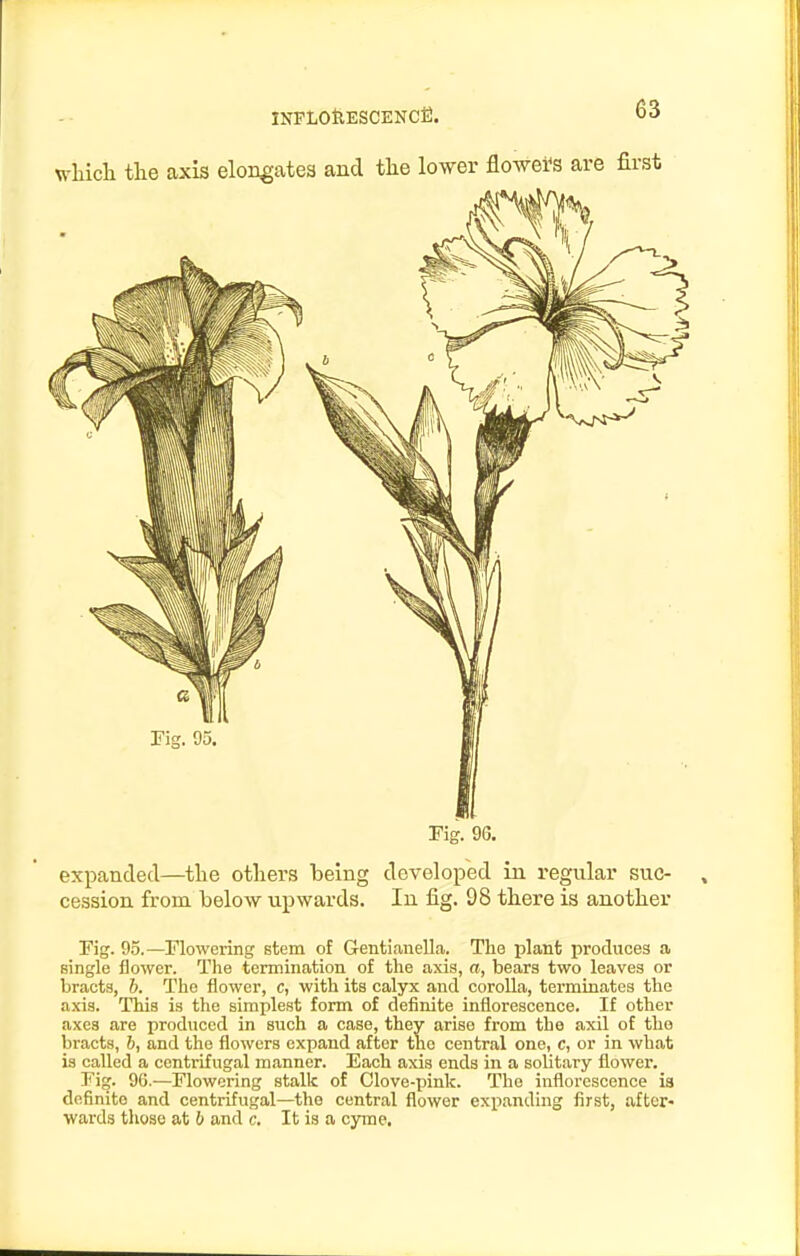 whicli the axis elongates and the lower flowers are first Fig. 9G. expanded—the others heing developed in regular suc- cession from below upwards. In fig. 98 there is another Fig. 95.—Flowering stem of Gentianella. The plant produces a single flower. The termination of the axis, a, bears two leaves or bracts, b. The flower, c, with its calyx and corolla, terminates the axis. This is the simplest form of definite inflorescence. If other axes are produced in such a. case, they arise from the axil of the bracts, 6, and the flowers expand after the central one, c, or in what is called a centrifugal manner. Each axis ends in a solitary flower. Fig. 96.—Flowering stalk of Clove-pink. The inflorescence is definite and centrifugal—the central flower expanding first, after-