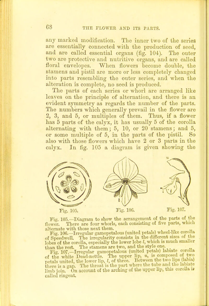 any marked modification. The inner two of tlie series are essentially connected with the production of seed, and are called essential organs (fig. 104). The outer two are protective and nutritive organs, and are called floral envelopes. When flowers become double, the stamens and pistil are more or less completely changed into parts resembling the outer series, and when the alteration is complete, no seed is produced. The parts of each series or whorl are arranged like leaves on the principle of alternation, and there is an evident symmetry as regards the number of the parts. The numbers which generally prevail in the flower are 2, 3, and 5, or multij)les of them. Thus, if a flower has 5 parts of the calyx, it has usually 5 of the corolla alternating with them; 5, 10, or 20 stamens; and 5, or some multiple of 5, in the parts of the pistil. So also with those flowers which have 2 or 3 parts in the calyx. In fig. 105 a diagram is given showing the Yig. 105. Tig. 106. Fig. 107. ITig. 105.—Diagram to show the arrangement of the parts of the flower. There are four whorls, each consisting of five parts, which alternate with those next them. Fig. 106.—Irregular gamopetalous (united petals) wheel-like corolla of Speedwell The irregularity consists in the different sizes of the lobes of the corolla, especiaUy the lower lobe I, which is much smaller than the rest. The stamens are two, and the st}de one. _ pjcr 107 -Irregular gamopetalous (united petals) labiate corolla of the white Dead-nettle. The upper lip, «, is composed of two petals united, the lower lip, of three. Between the two lips (labia) there is a gap. The throat is the part where the tube and the labiate limb join. On account of the arching of the upper bp, this corolla u called ringent.