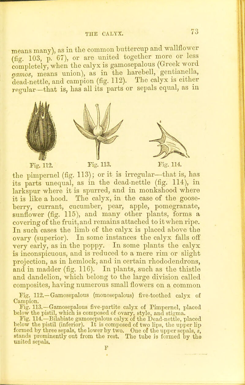 THE CALYX. means many), as in tlie common butterrap and wallflower (fig. 103, p. 67), or are united together more or less completely, when the calyx is gamosepalons (Greek word namos, means union), as in the harebell, gentianella, dead-nettle, and campion (fig. 112). The calyx is either rfio-Tilar—that is, has all its parts or sepals equal, as m Fig. 112. Tig. 113. Fig. 114. the pimpernel (fig. 113); or it is ii-regtilar—that is, has its parts unequal, as in the dead-nettle (fig. 114), in larkspur where it is spm-red, and in monkshood where it is like a hood. The calyx, in the case of the goose- berry, currant, cucumber, pear, apple, pomegranate, sunflower (fig. 115), and many other plants, forms a covering of the fruit, and remains attached to it when ripe. In such cases the limb of the calyx is placed above the ovary (superior). In some instances the calyx falls off very early, as in the poppy. In some plants the calyx is inconspicuous, and is reduced to a mere rim or slight projection, as in hemlock, and in certain rhododendrons, and in madder (fig. 116). In plants, such as the thistle and dandelion, which belong to the large division called composites, having numerous small flowers on a common Fiff. 112.—Gamosepalous (monosepalous) five-toothed calyx of Campion. Fig. 113.—Gamosepalous five-partite calyx of Pimpernel, ijlaced below the pistil, whicn is composed of ovary, style, and stigma. Fig. 114.—Bilabiate gamosepalous calyx of the Dead-nettle, placed below the pistU (inferior). It is composed of two lips, the upper lip formed by three sepals, the lower by two. One of the upper sepals, s, stands prominently out from the rest. The tube is formed by the united sepals, F